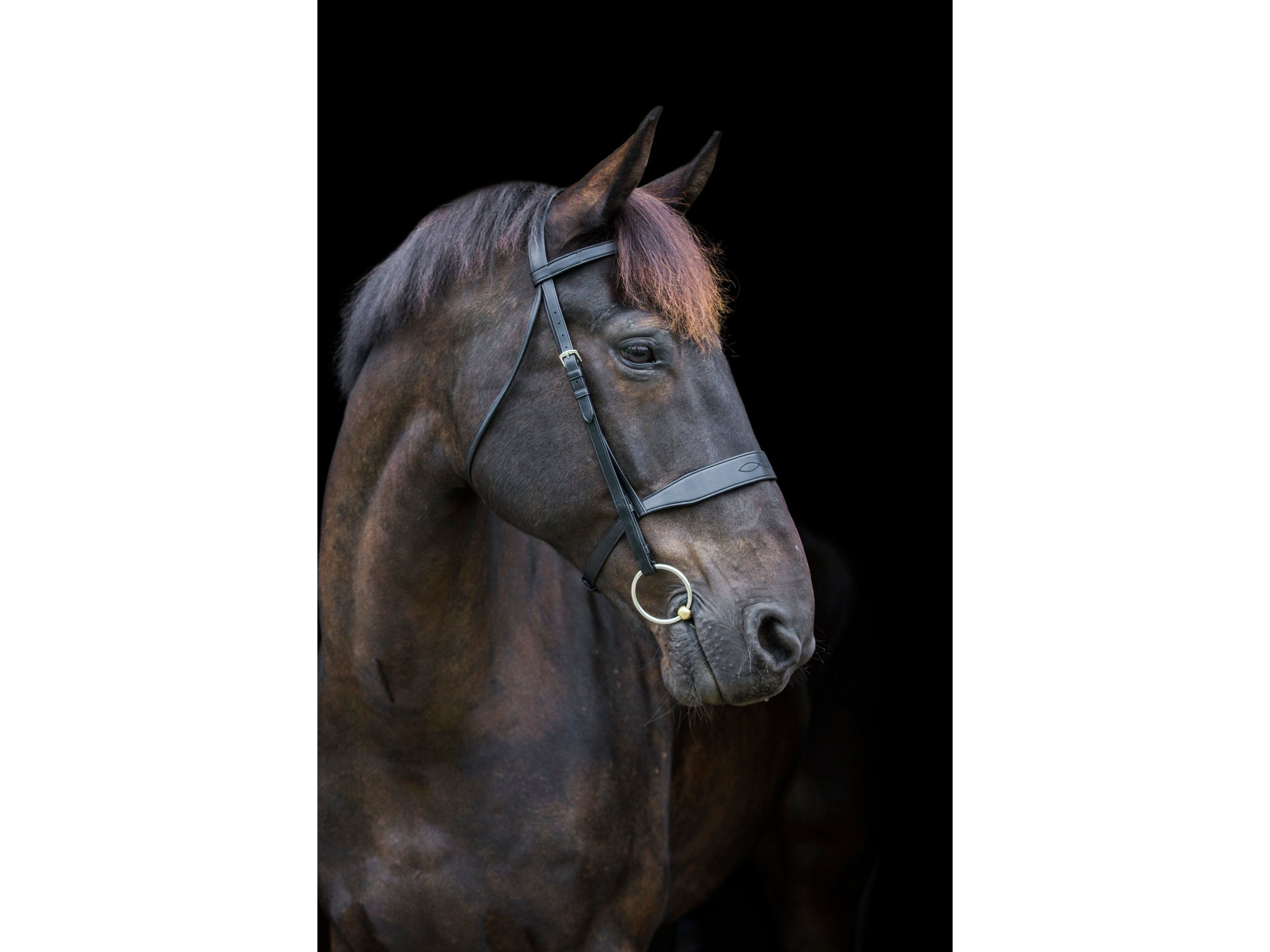 Classic Show Bridle angled view