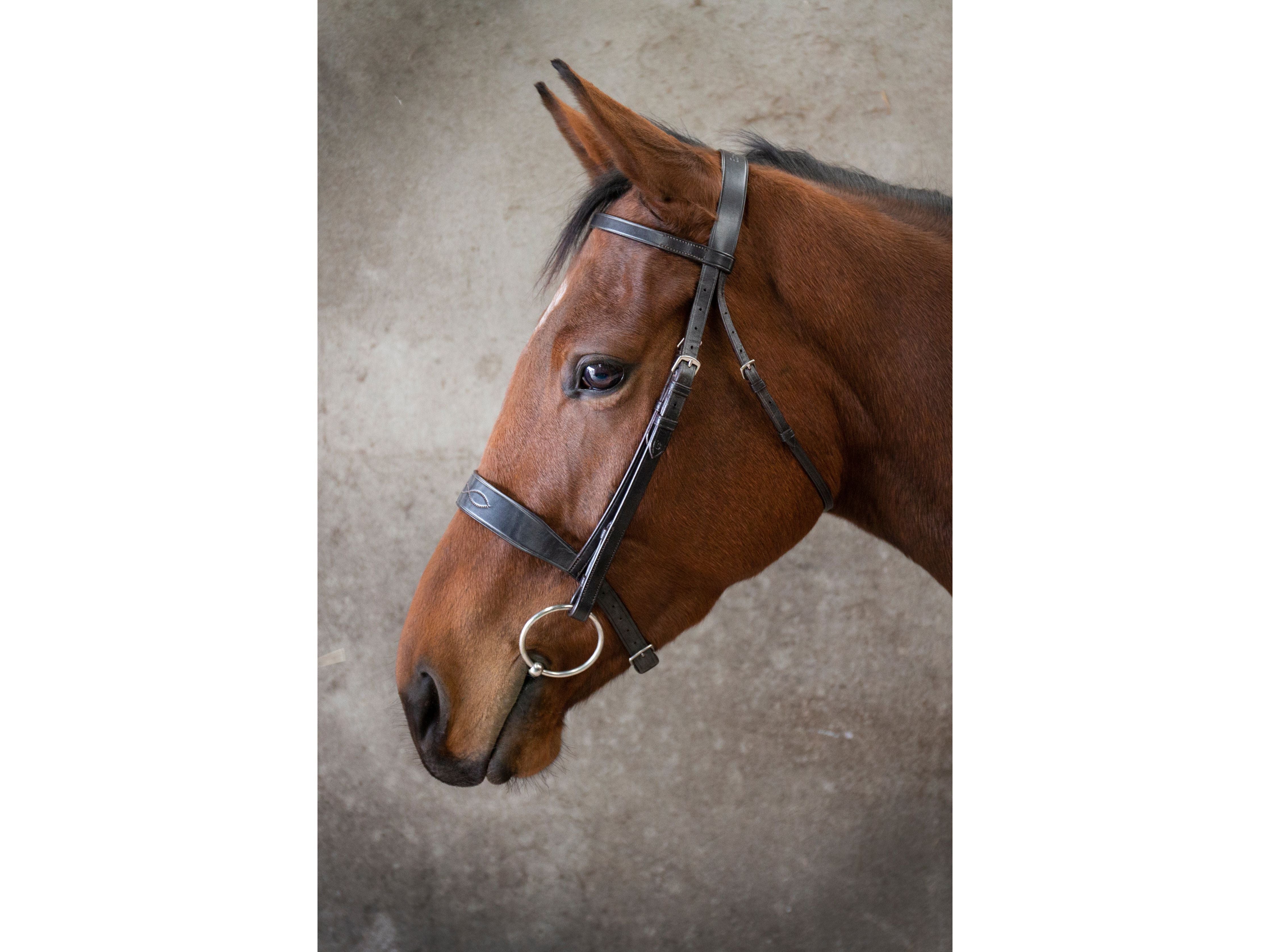 Classic Show Bridle side view