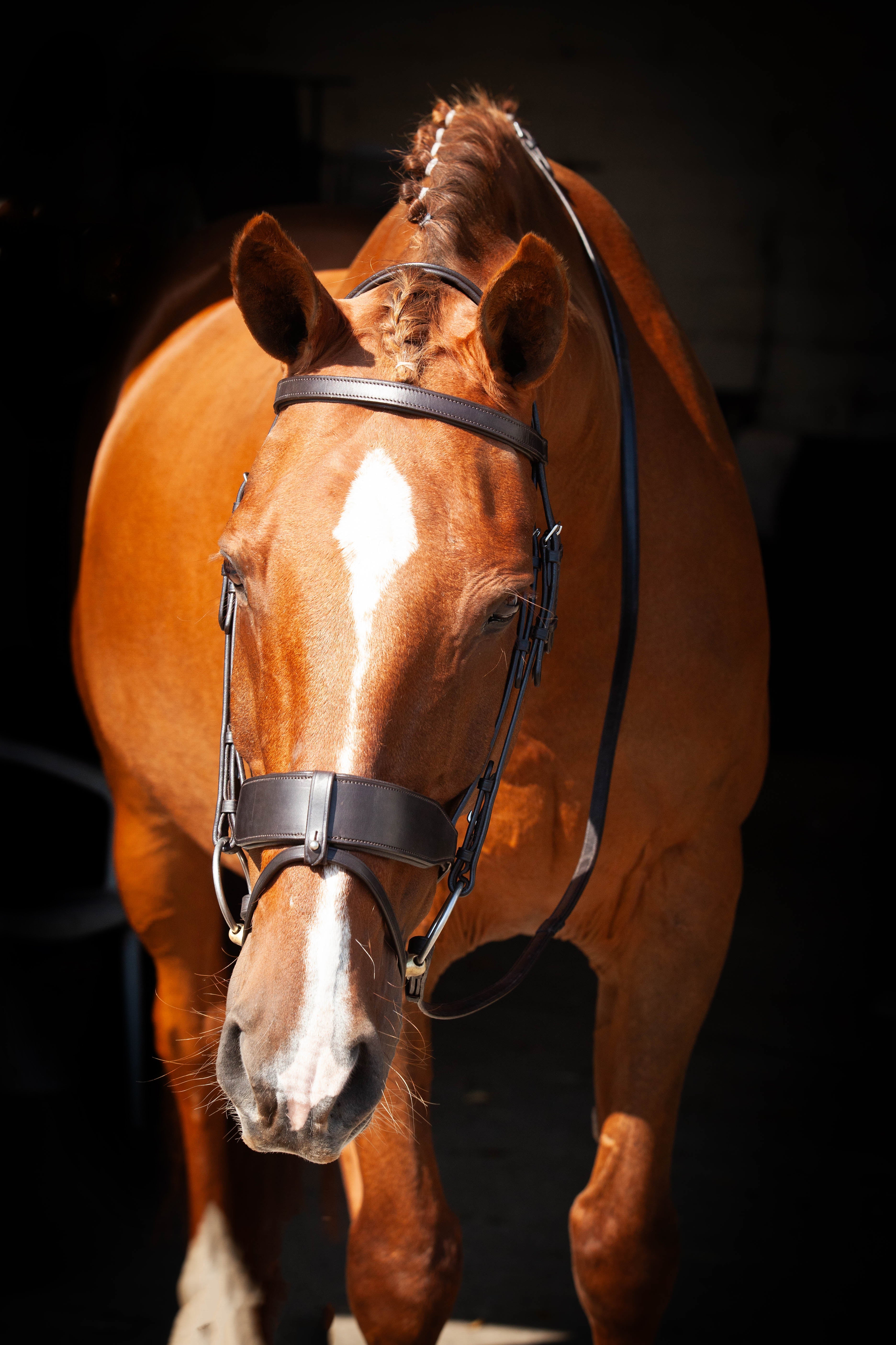 Classic Show Comfort Bridle