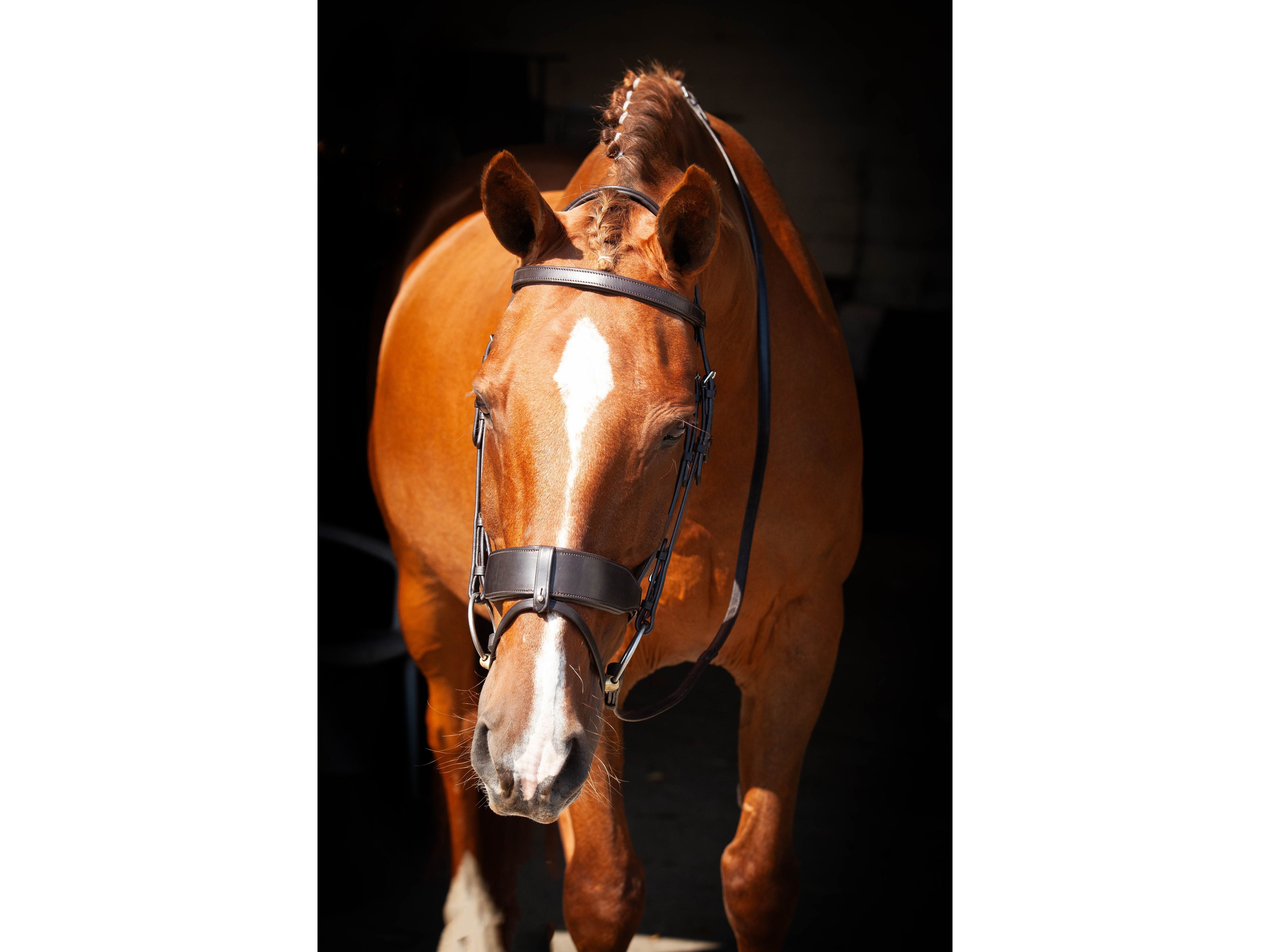 Classic Show Comfort Bridle view