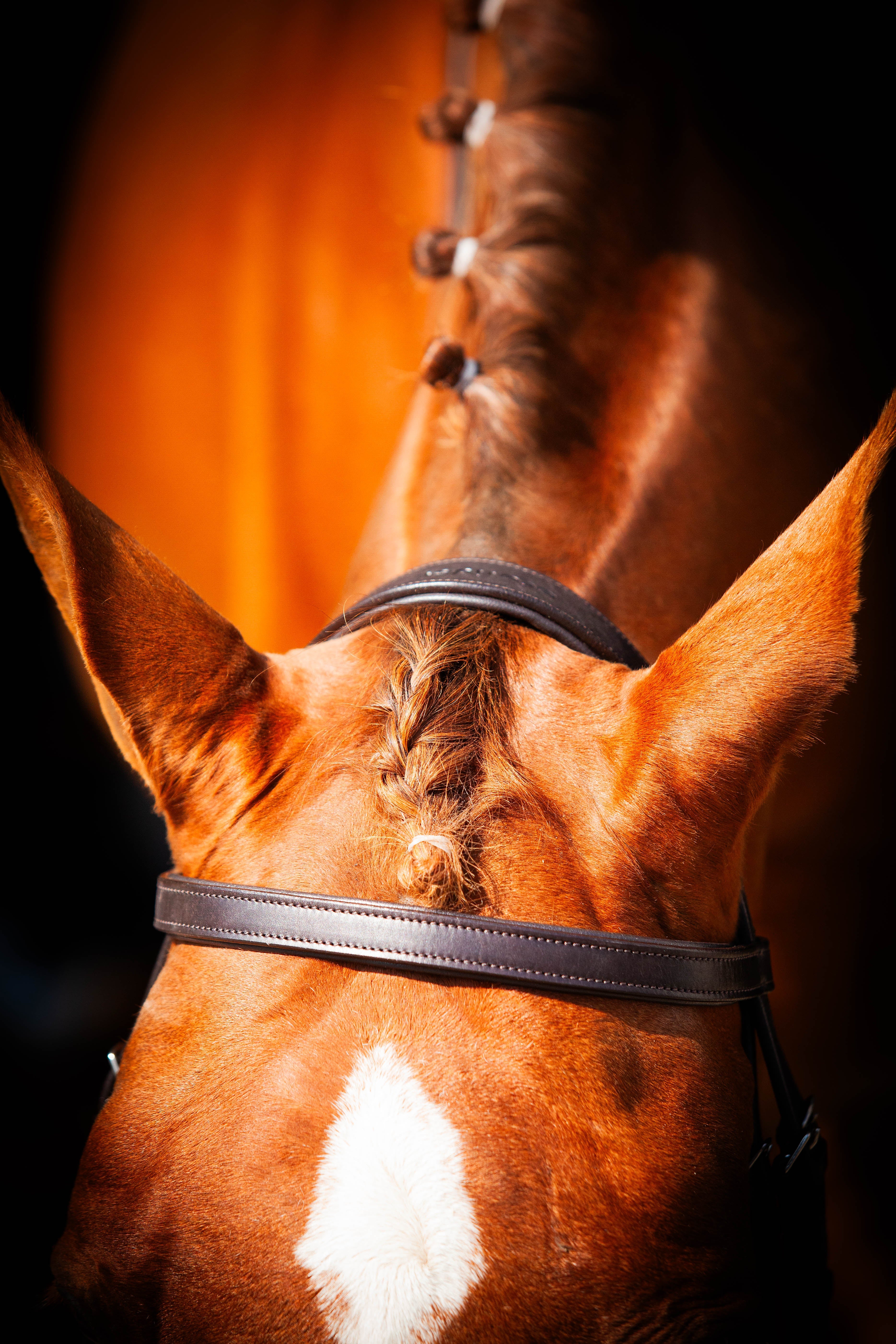 Classic Show Comfort Bridle