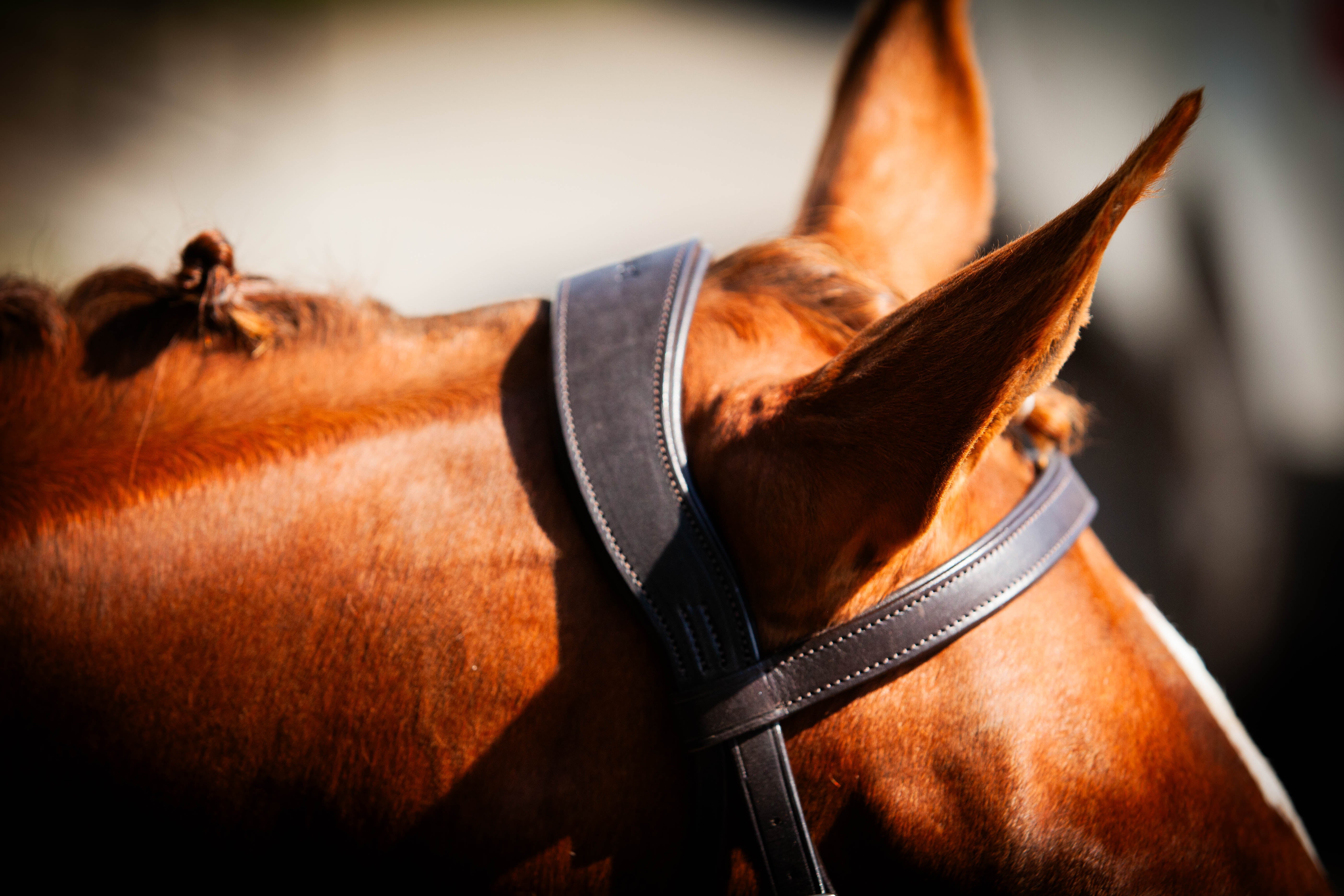 Classic Show Comfort Bridle