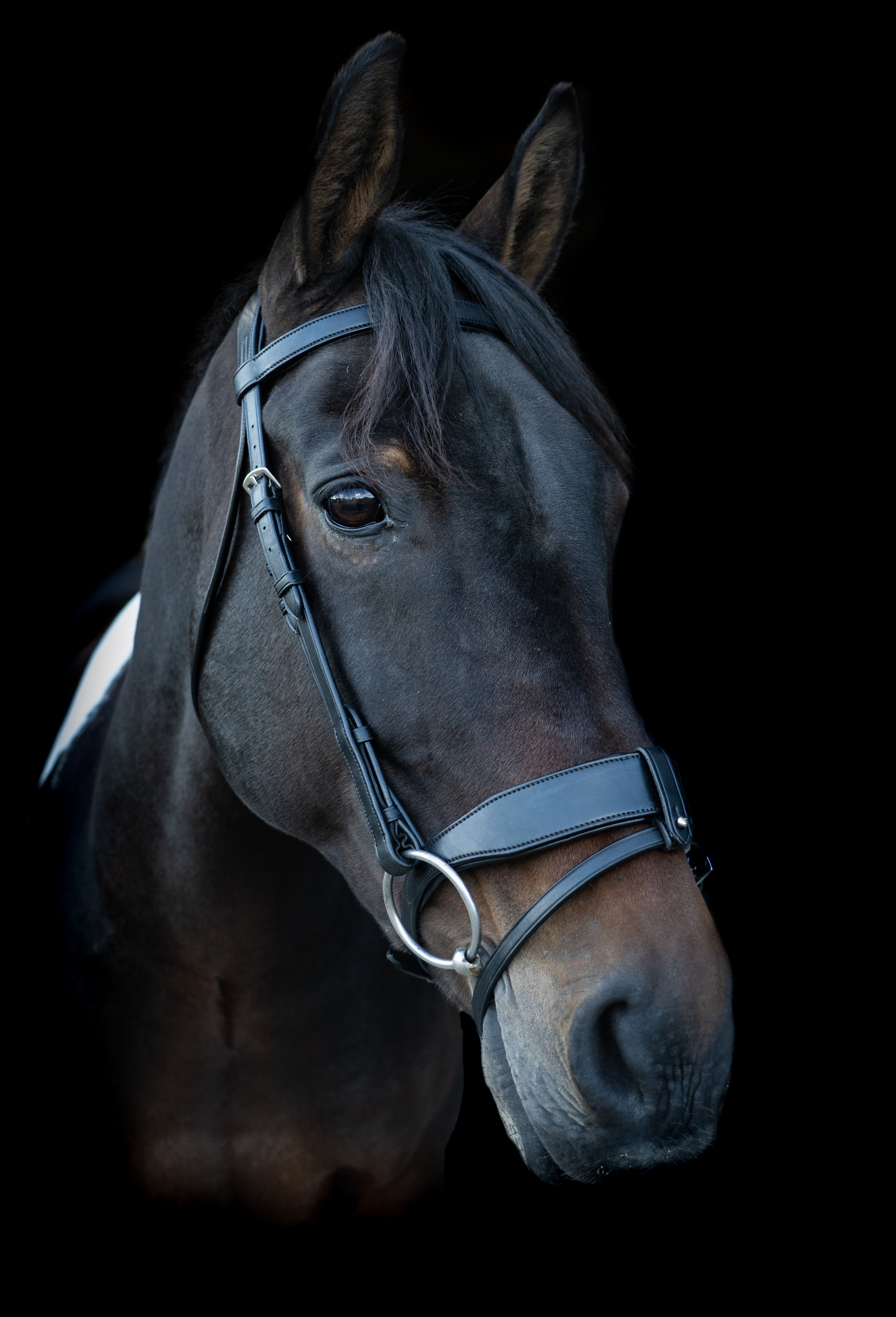 Freedom Show Comfort Noseband