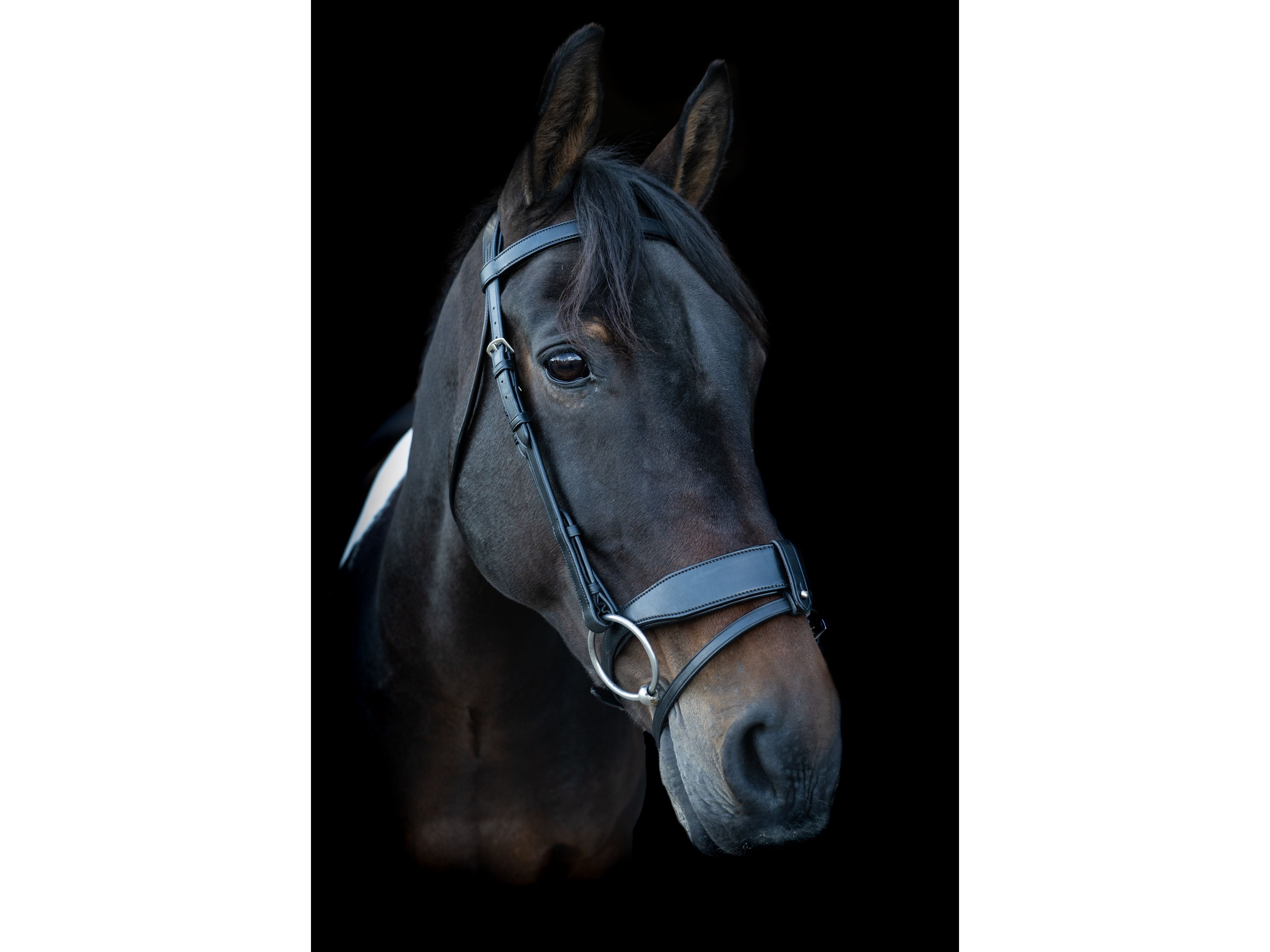 Freedom Show Comfort Noseband side view