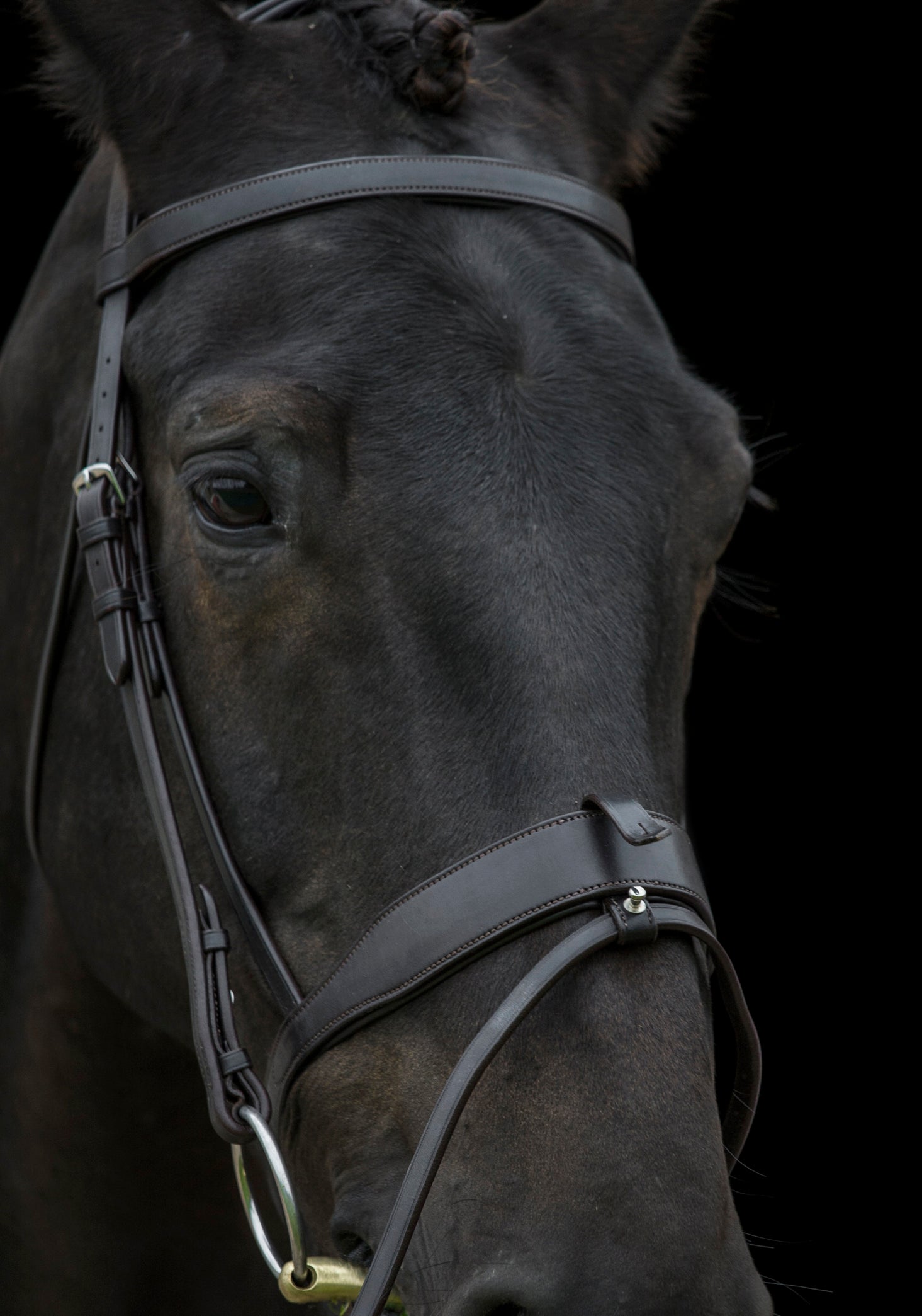 Freedom Show Comfort Noseband