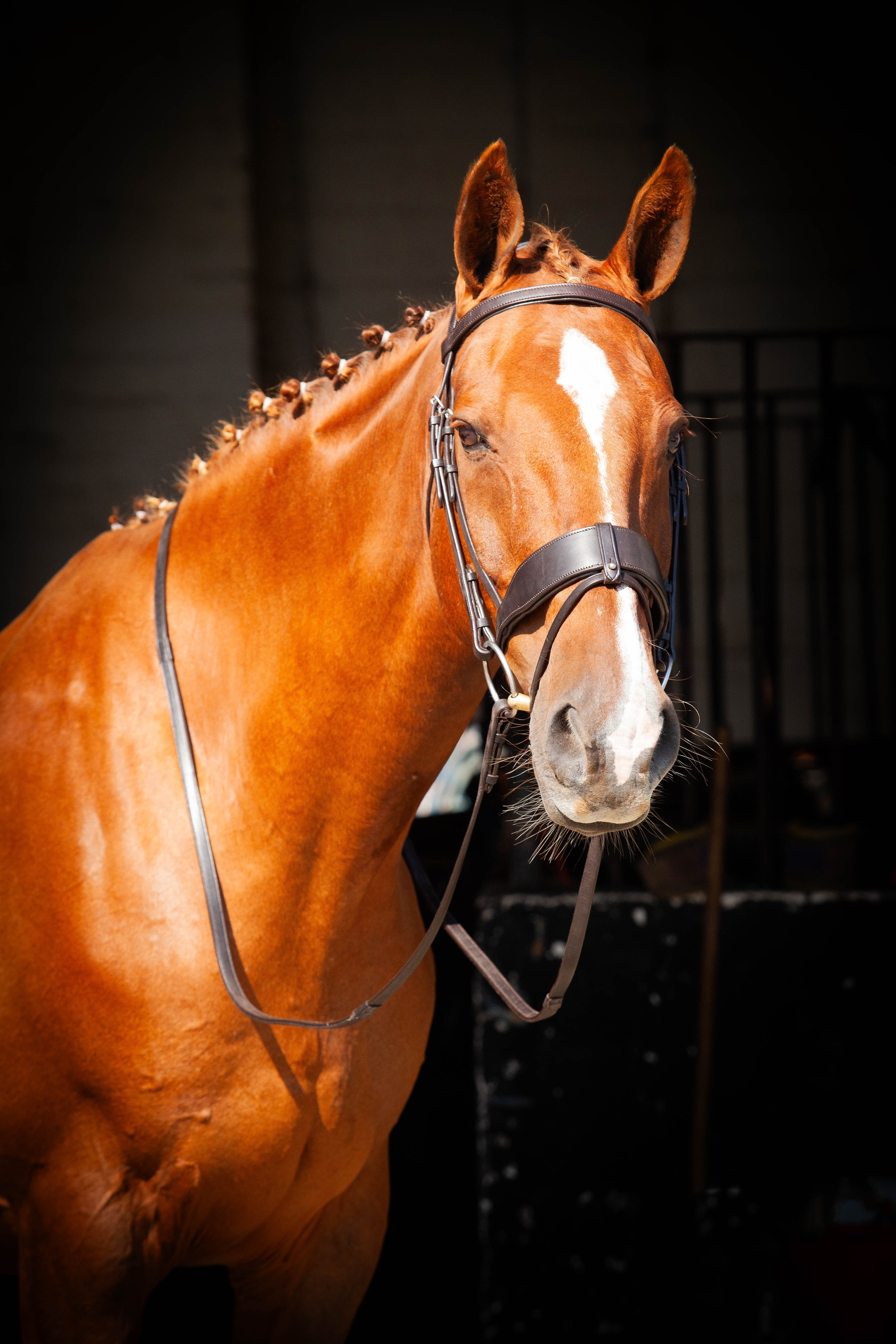 Classic Show Comfort Bridle