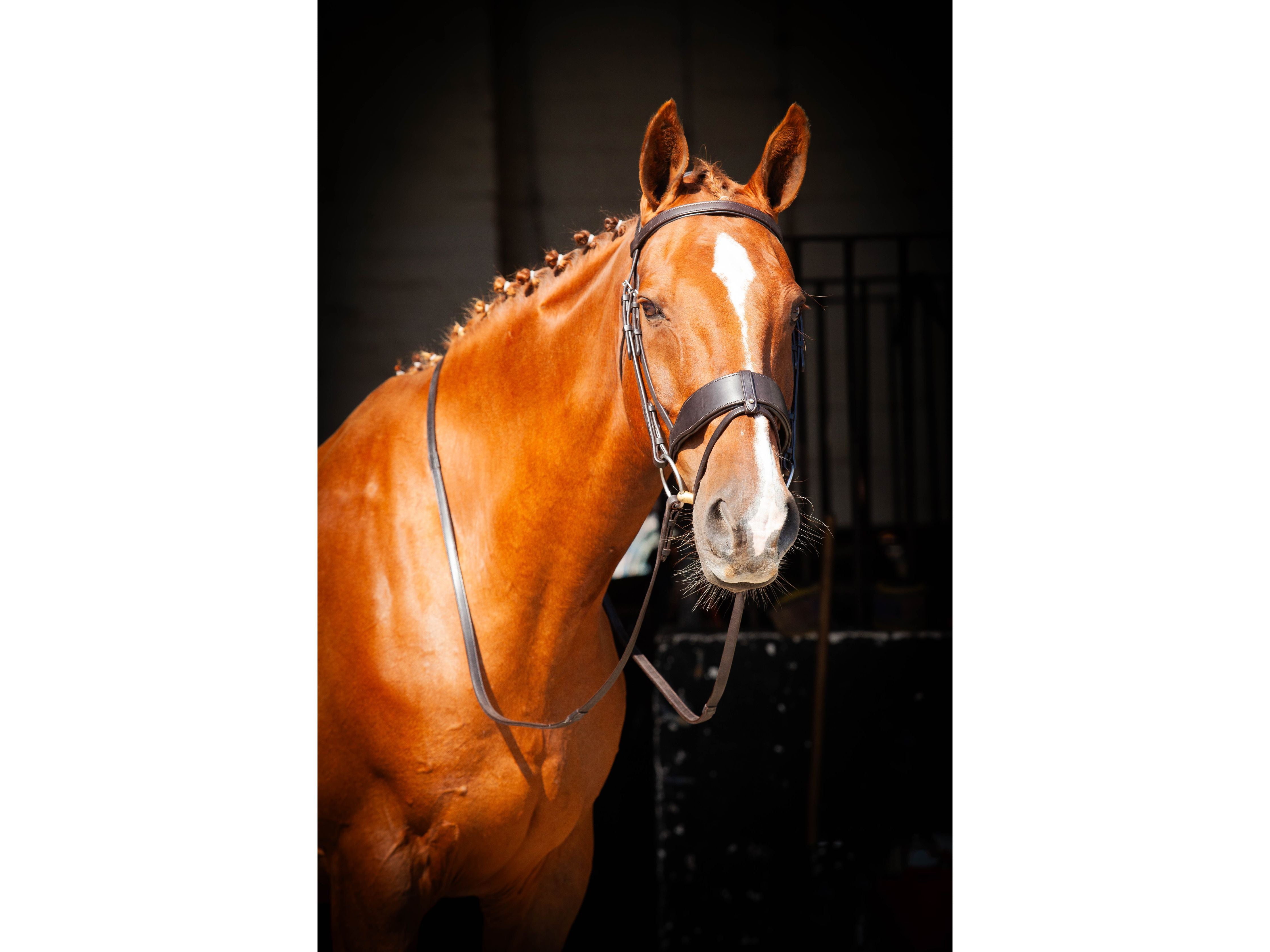 Classic Show Comfort Bridle side view