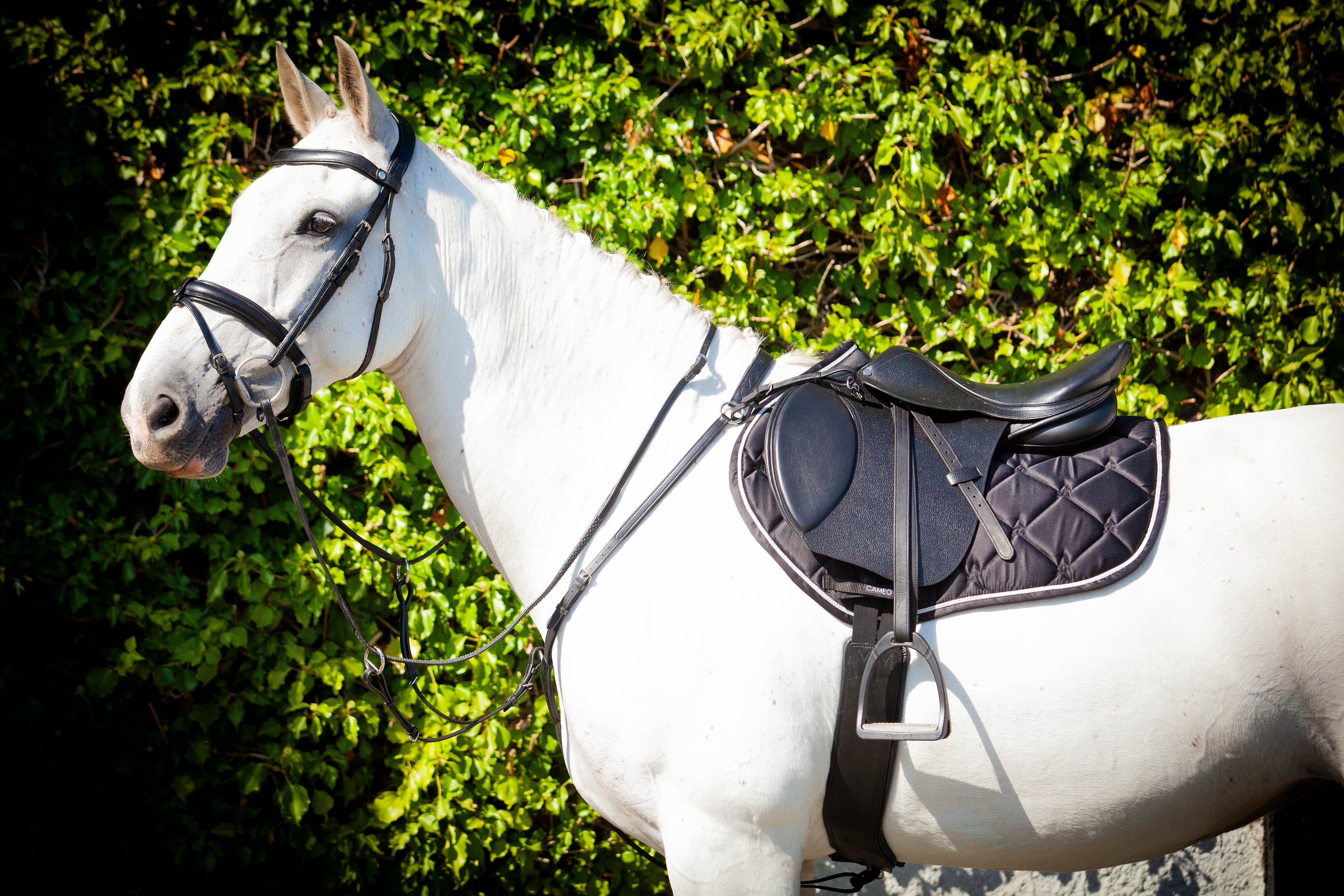 Harmony Saddle
