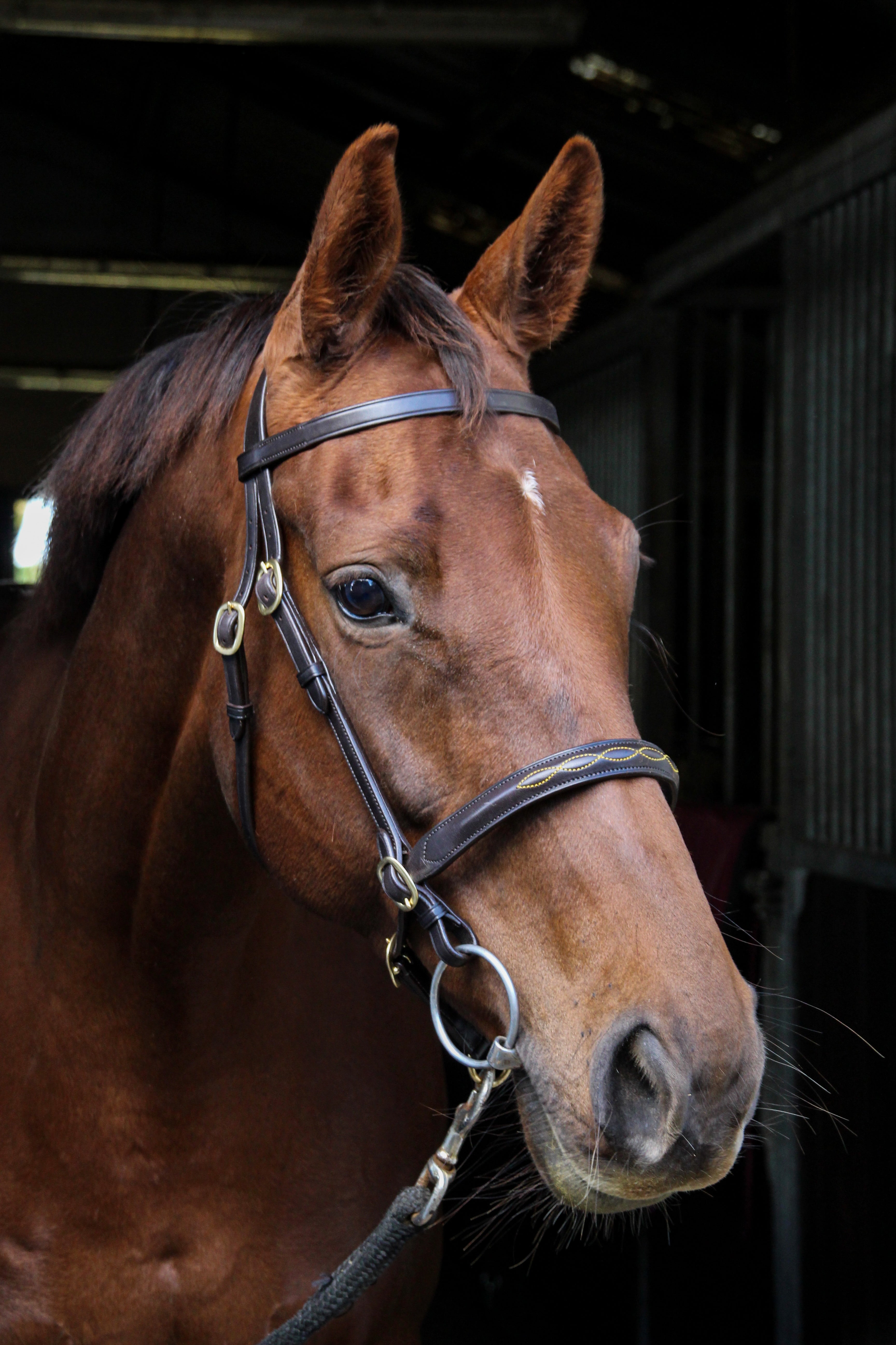 Classic In hand Bridle