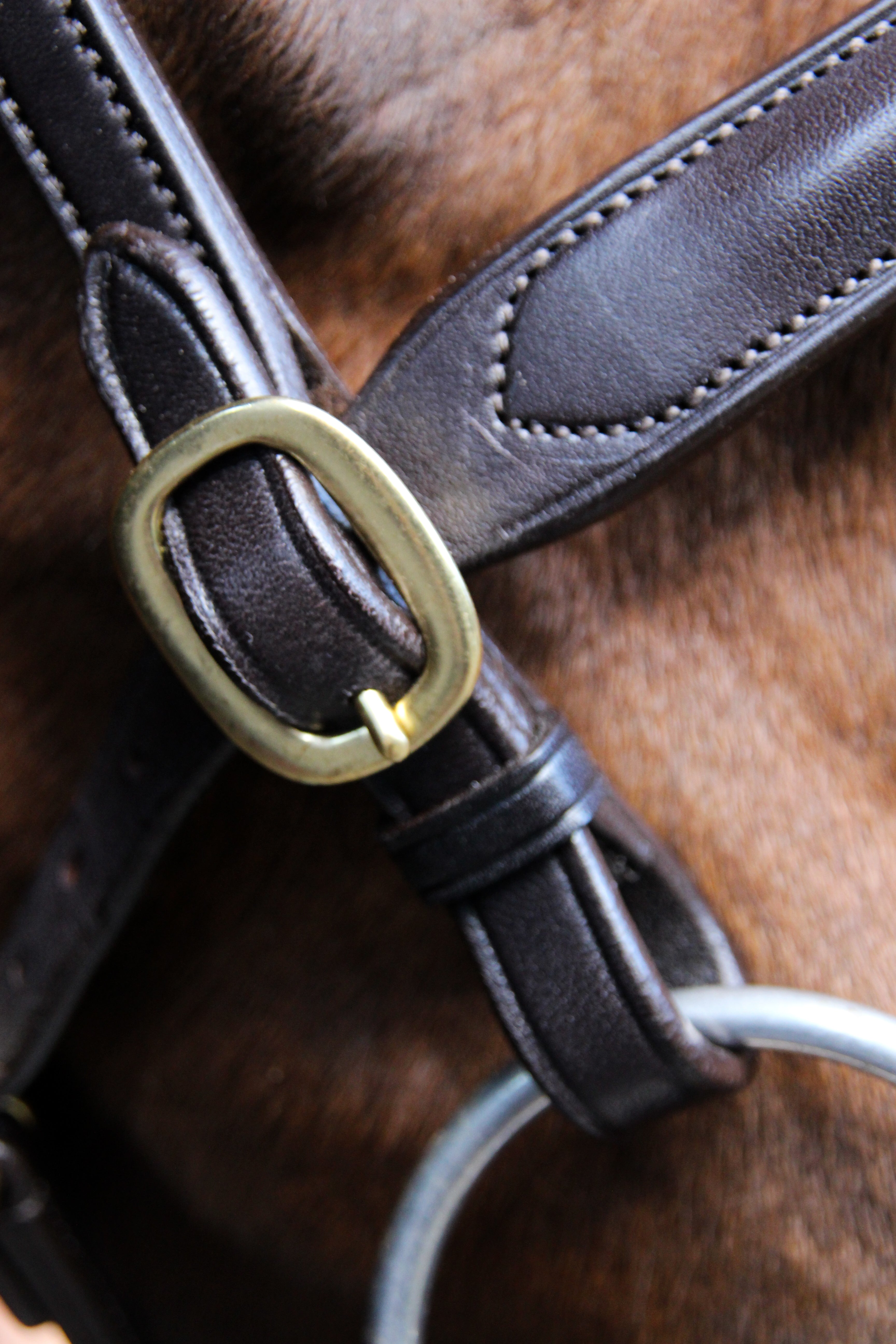 Classic In hand Bridle