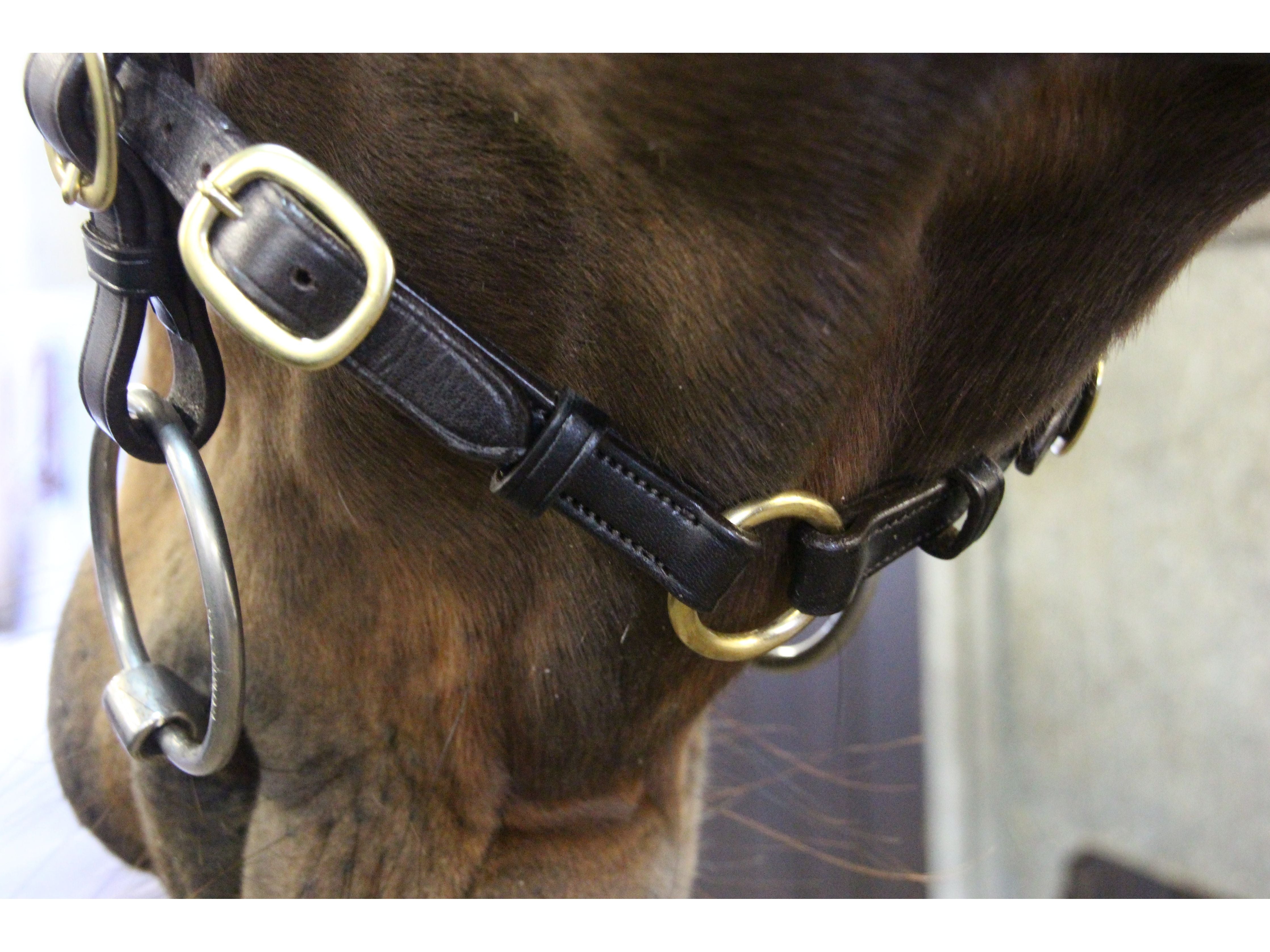 Classic In hand Bridle angled view