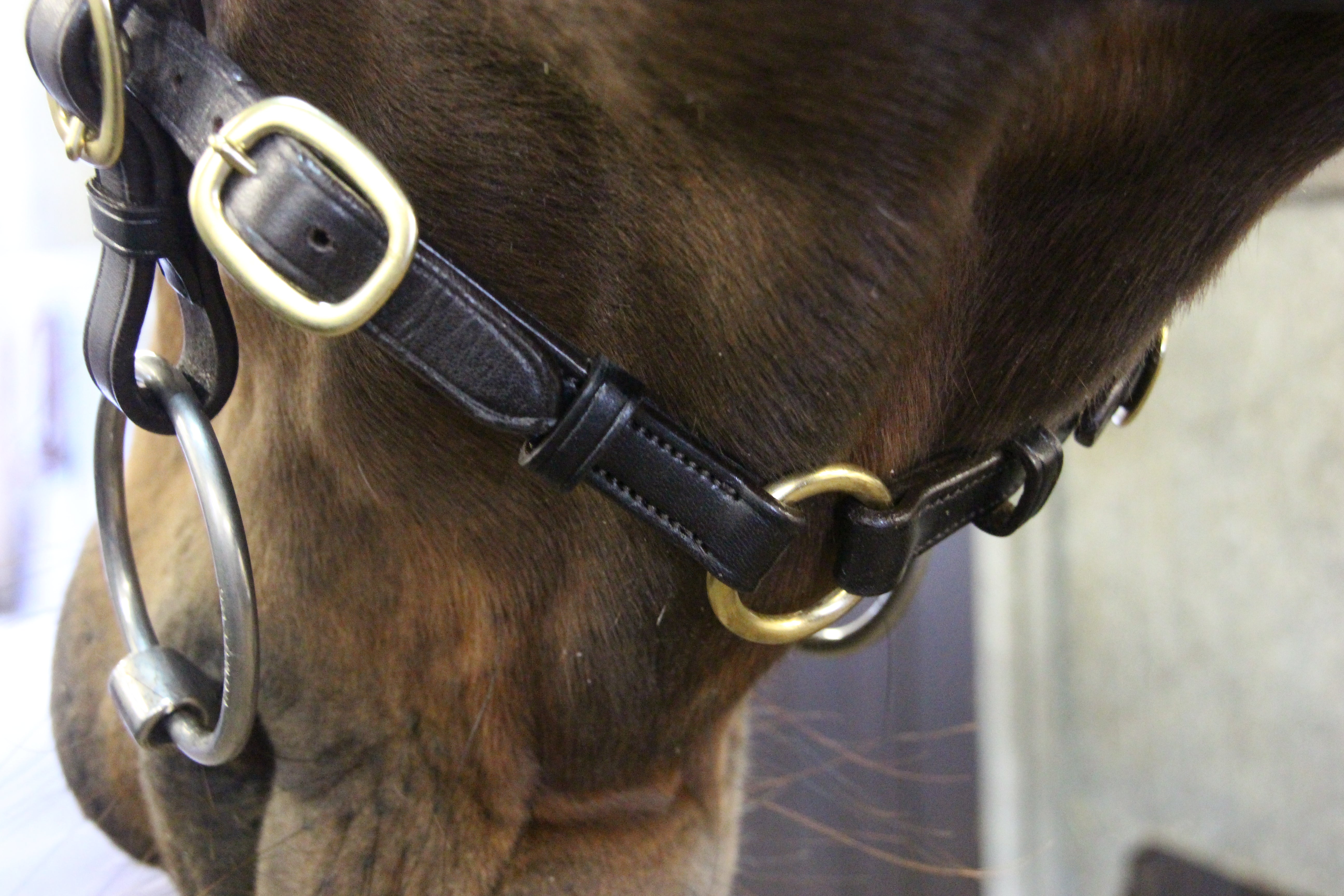 Classic In hand Bridle