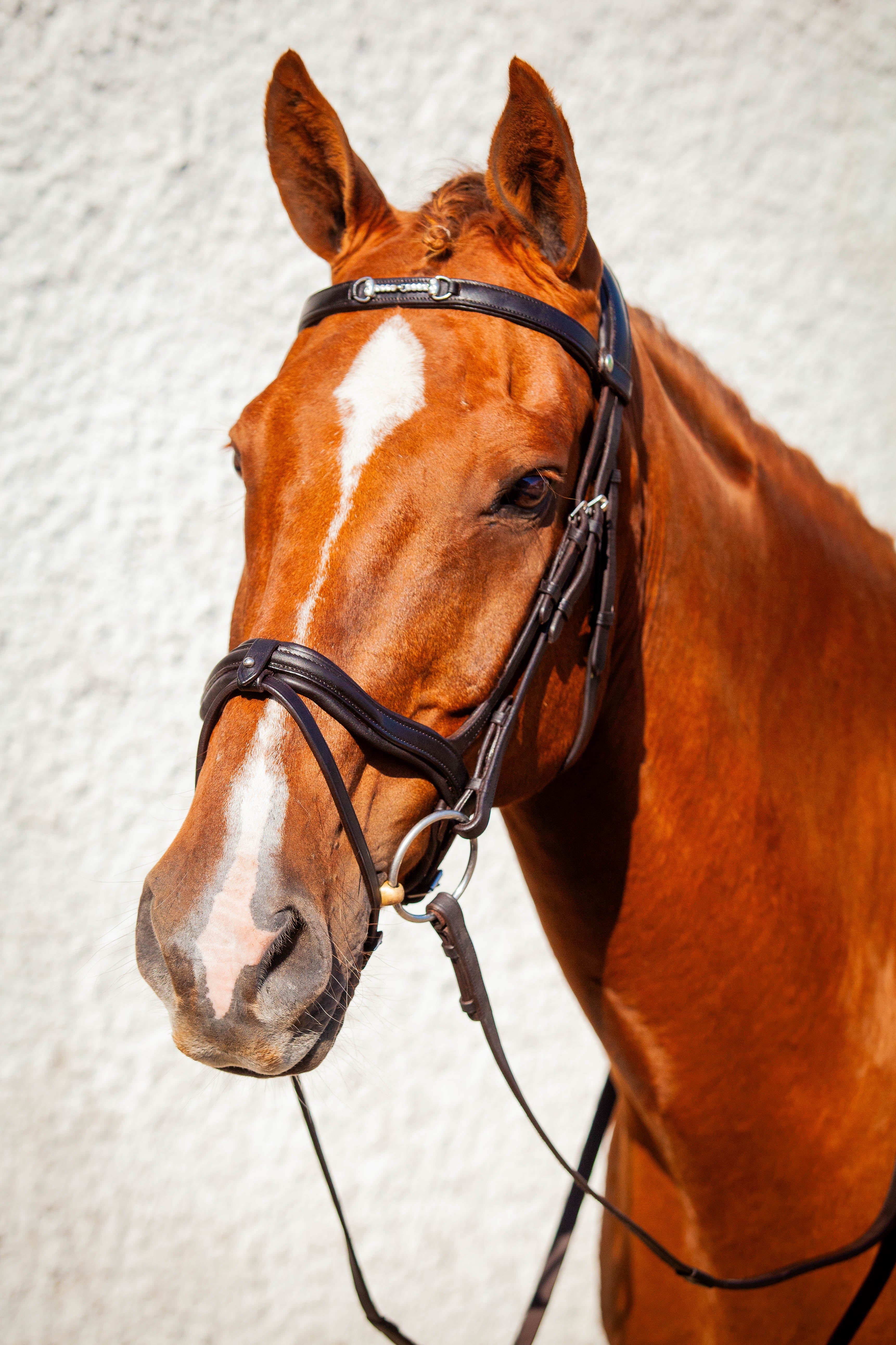 Snaffle Browband