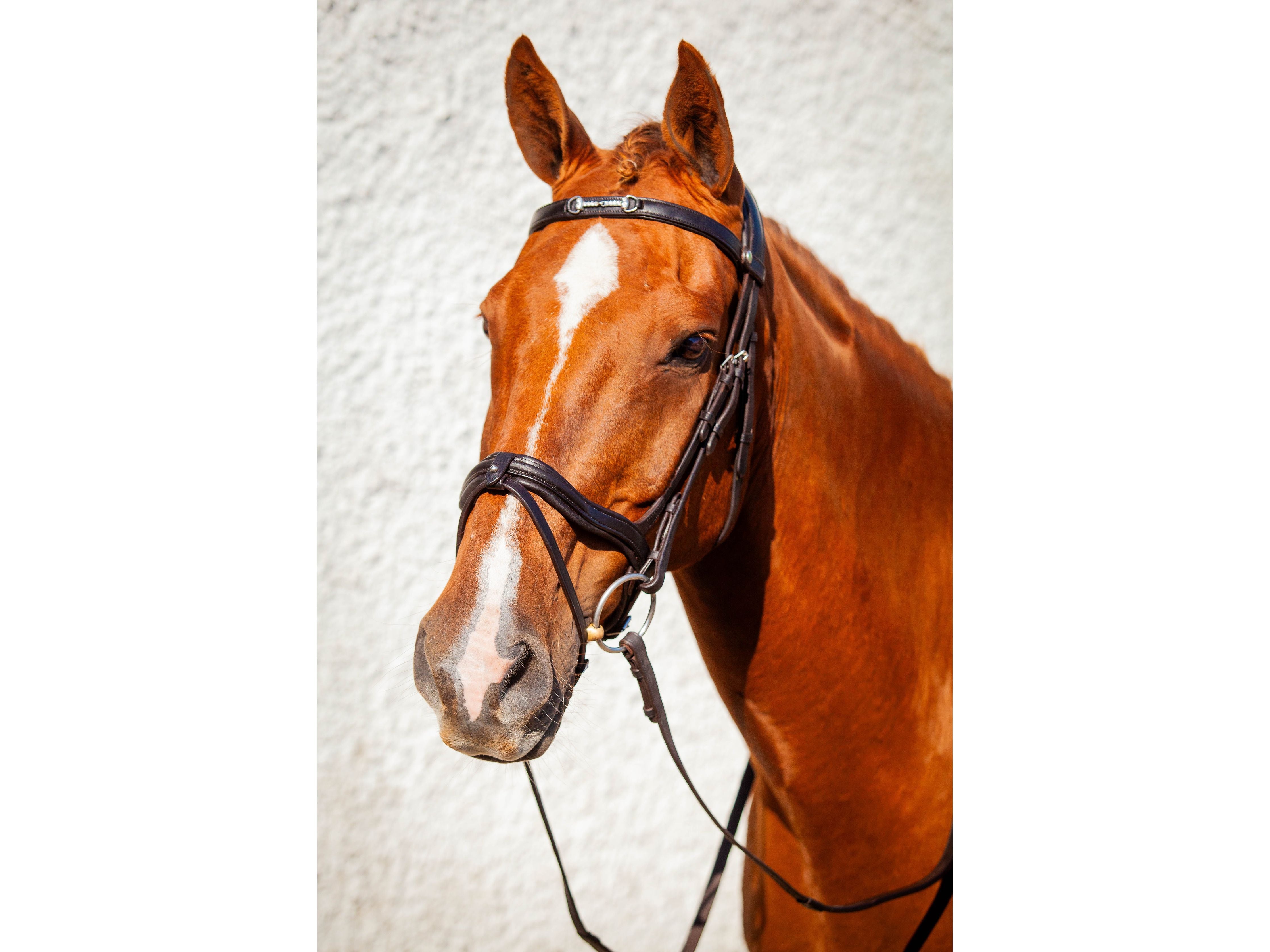 Snaffle Browband angled view