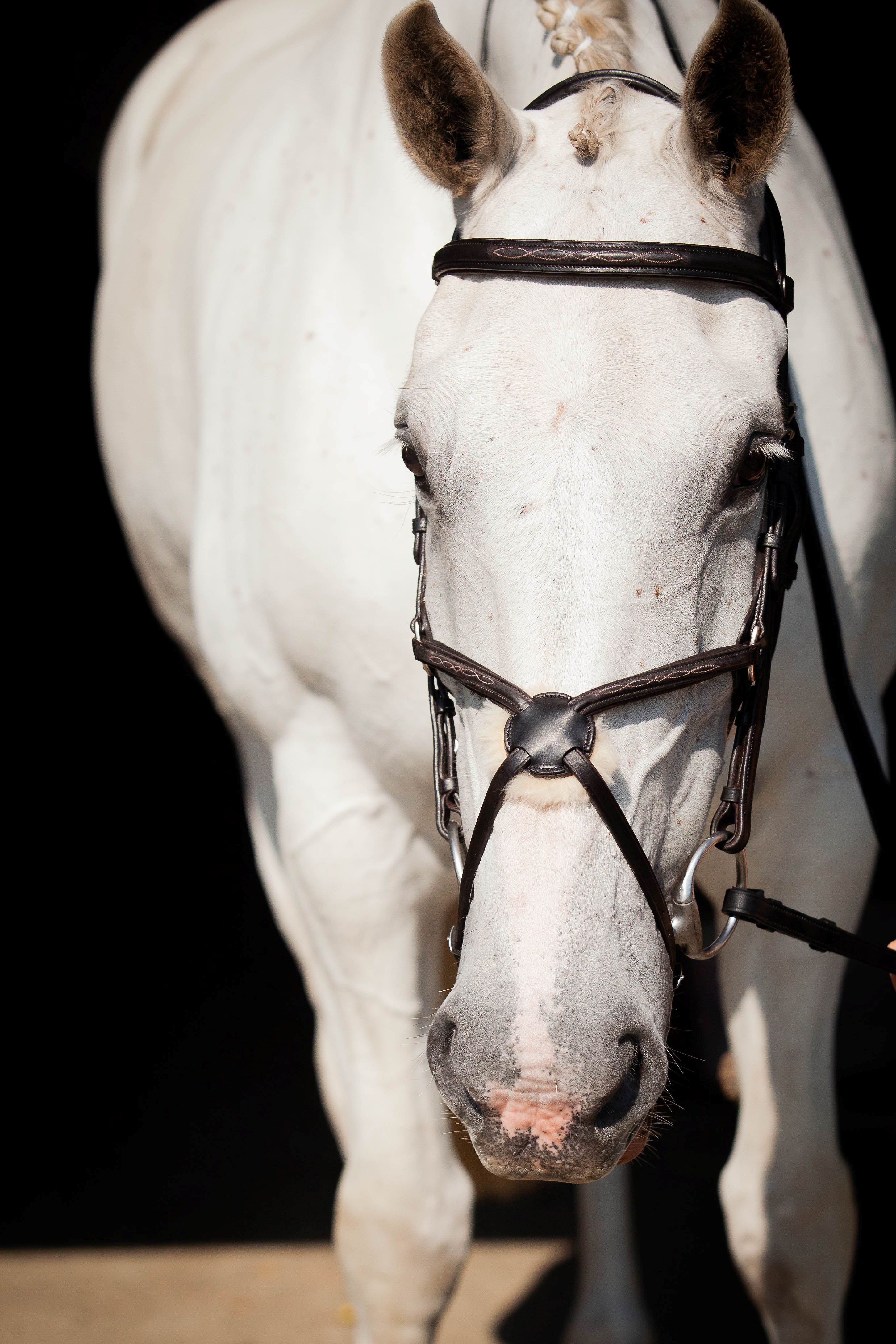 Galway v2.0 Bridle