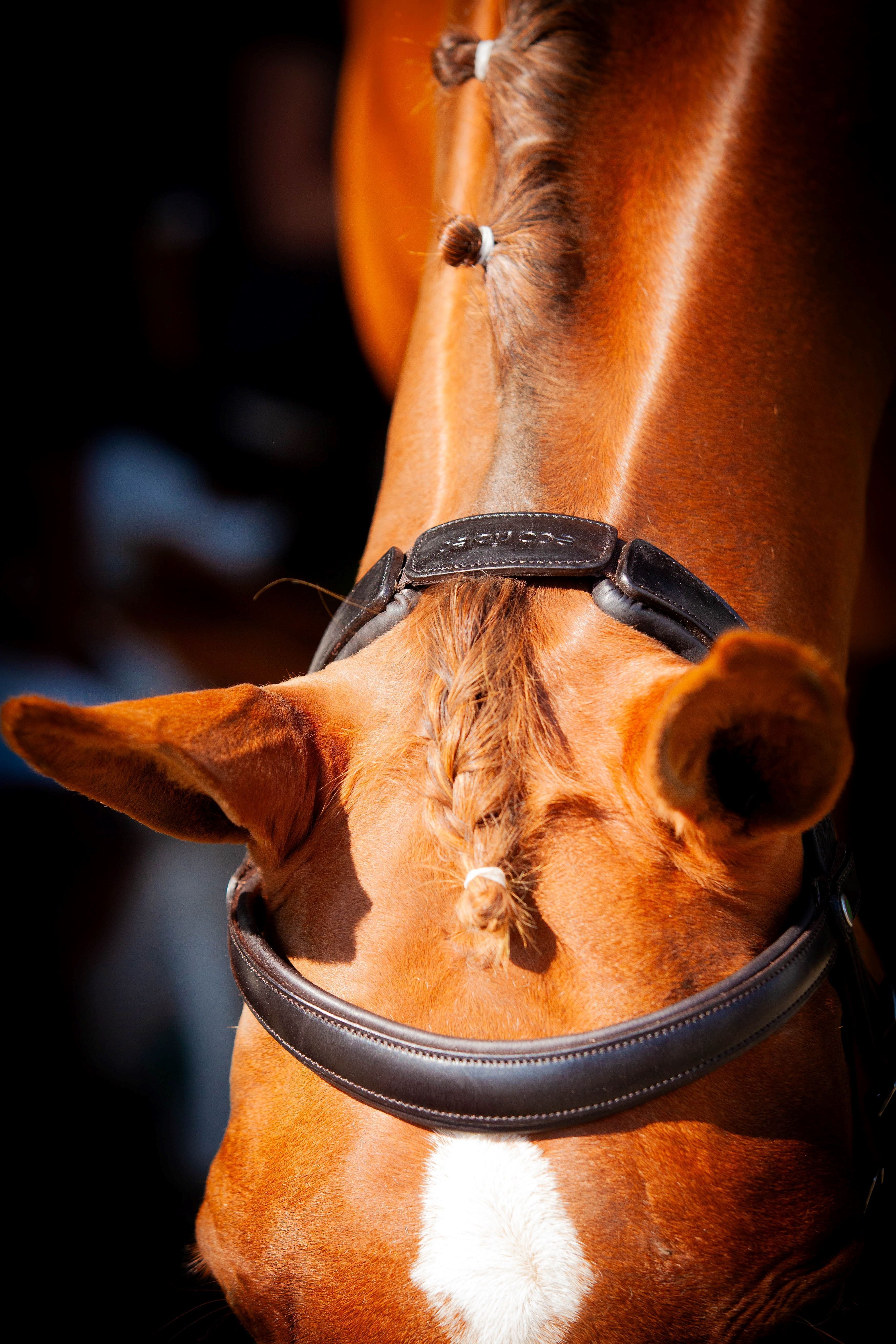 Claddagh Bridle
