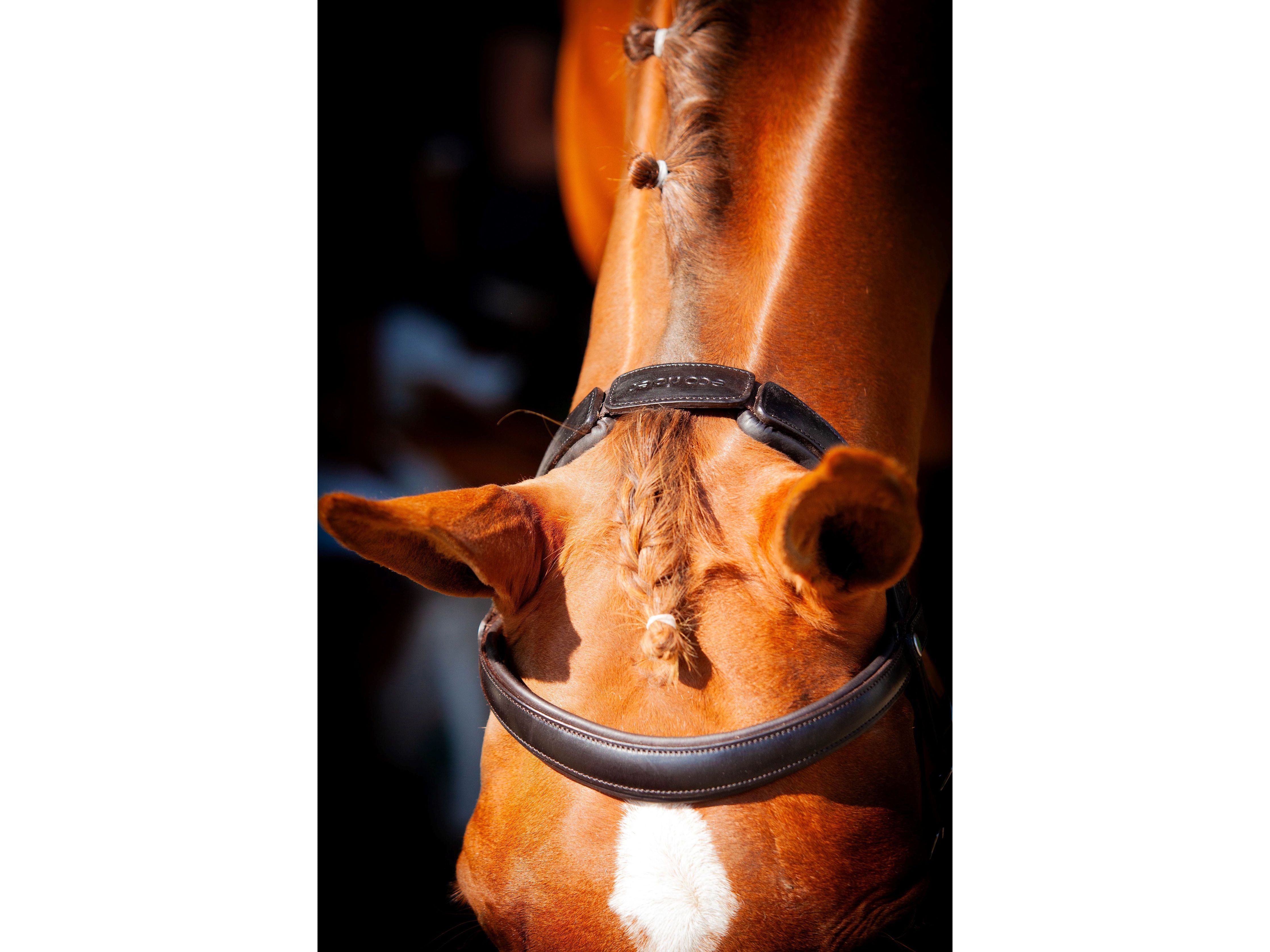 Claddagh Bridle close-up