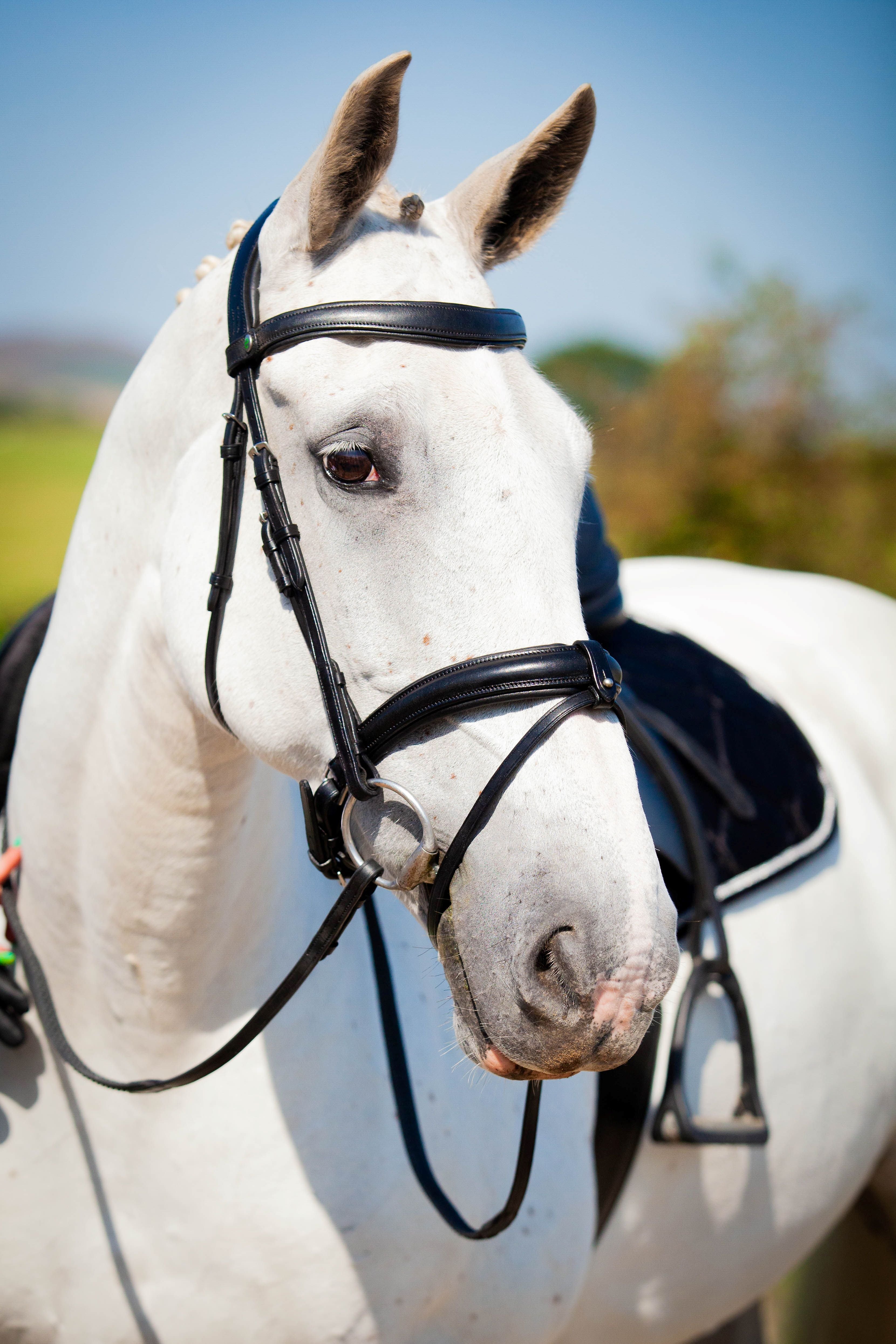 Claddagh Bridle