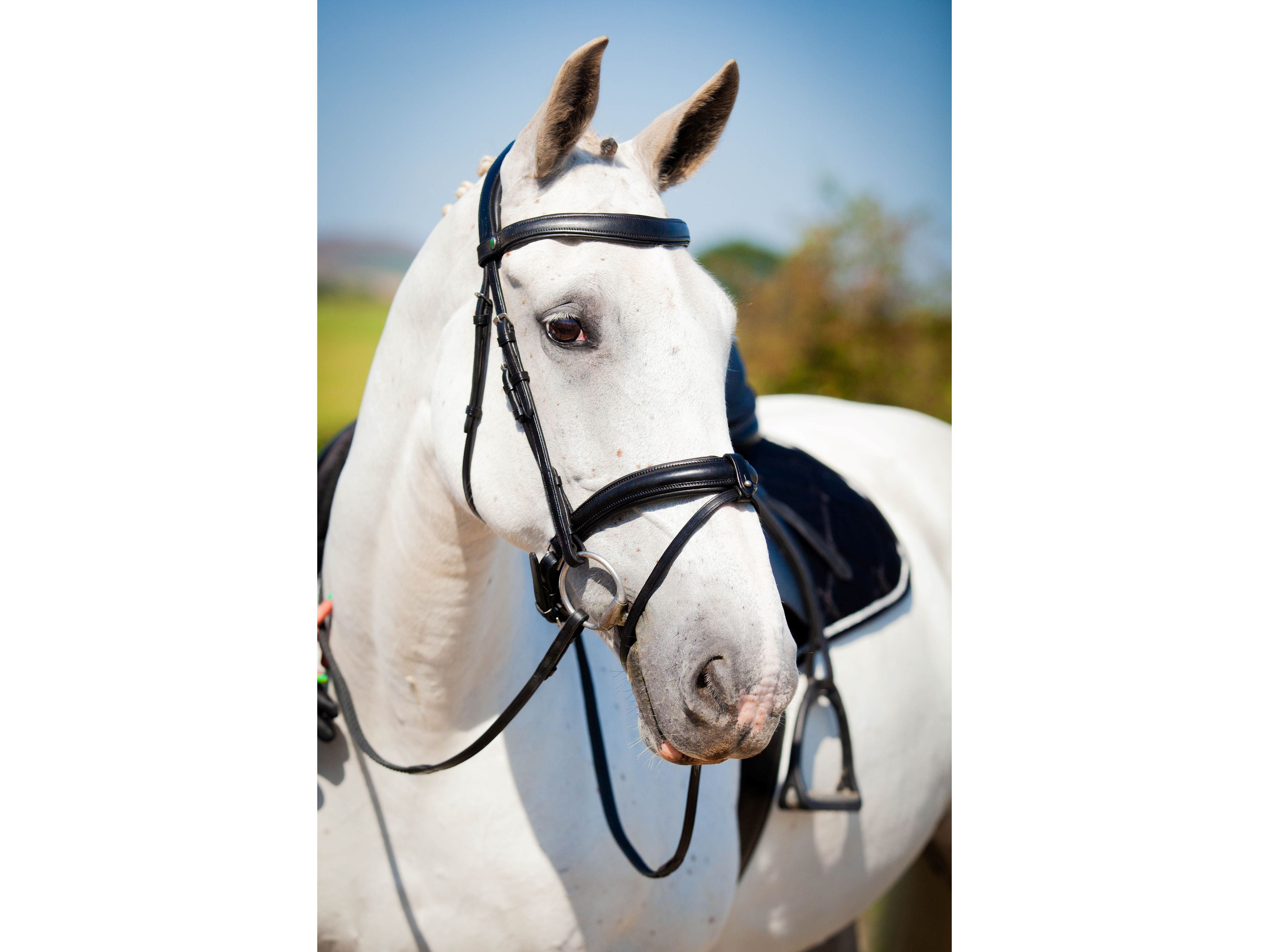 Claddagh Bridle detail view