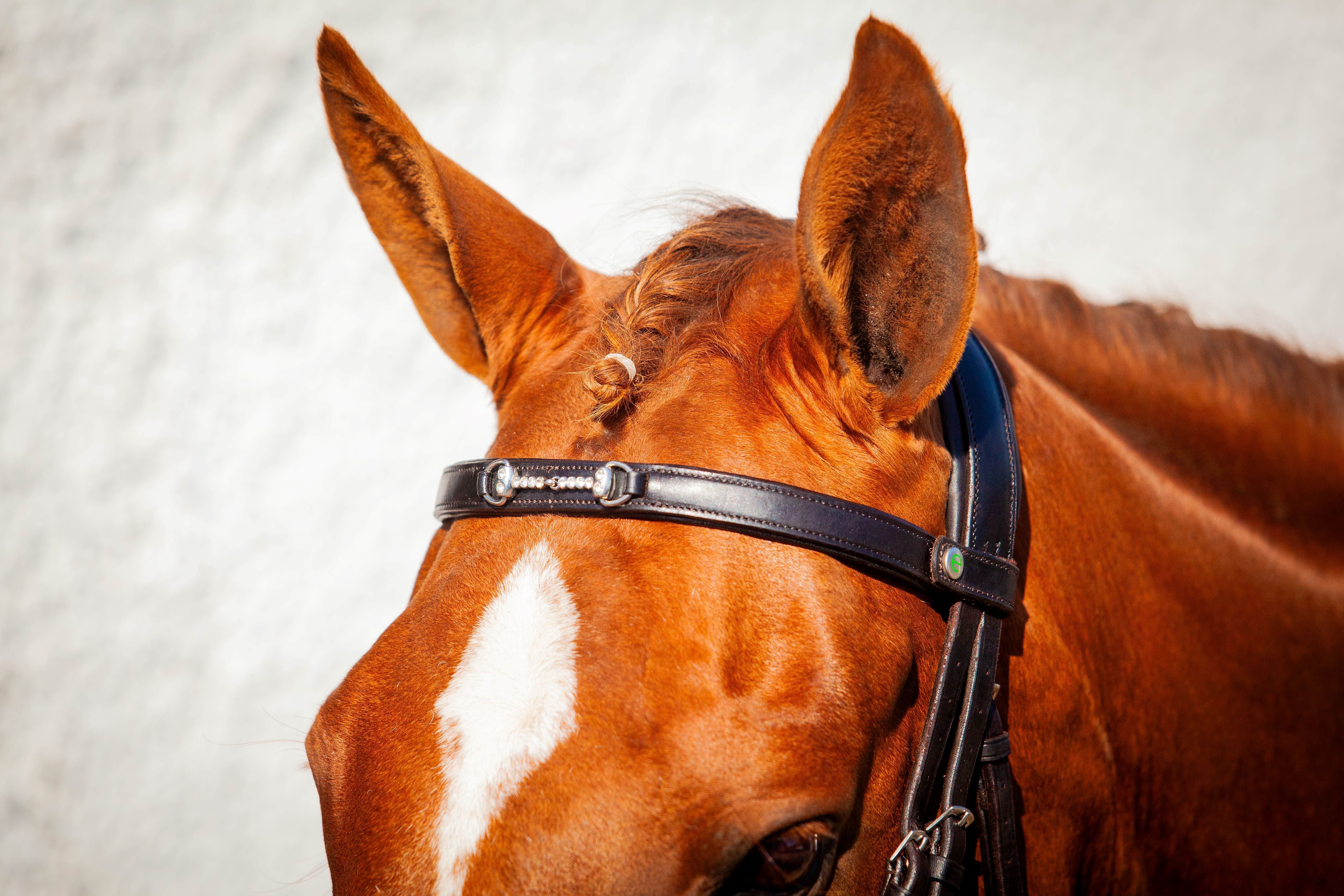 Snaffle Browband