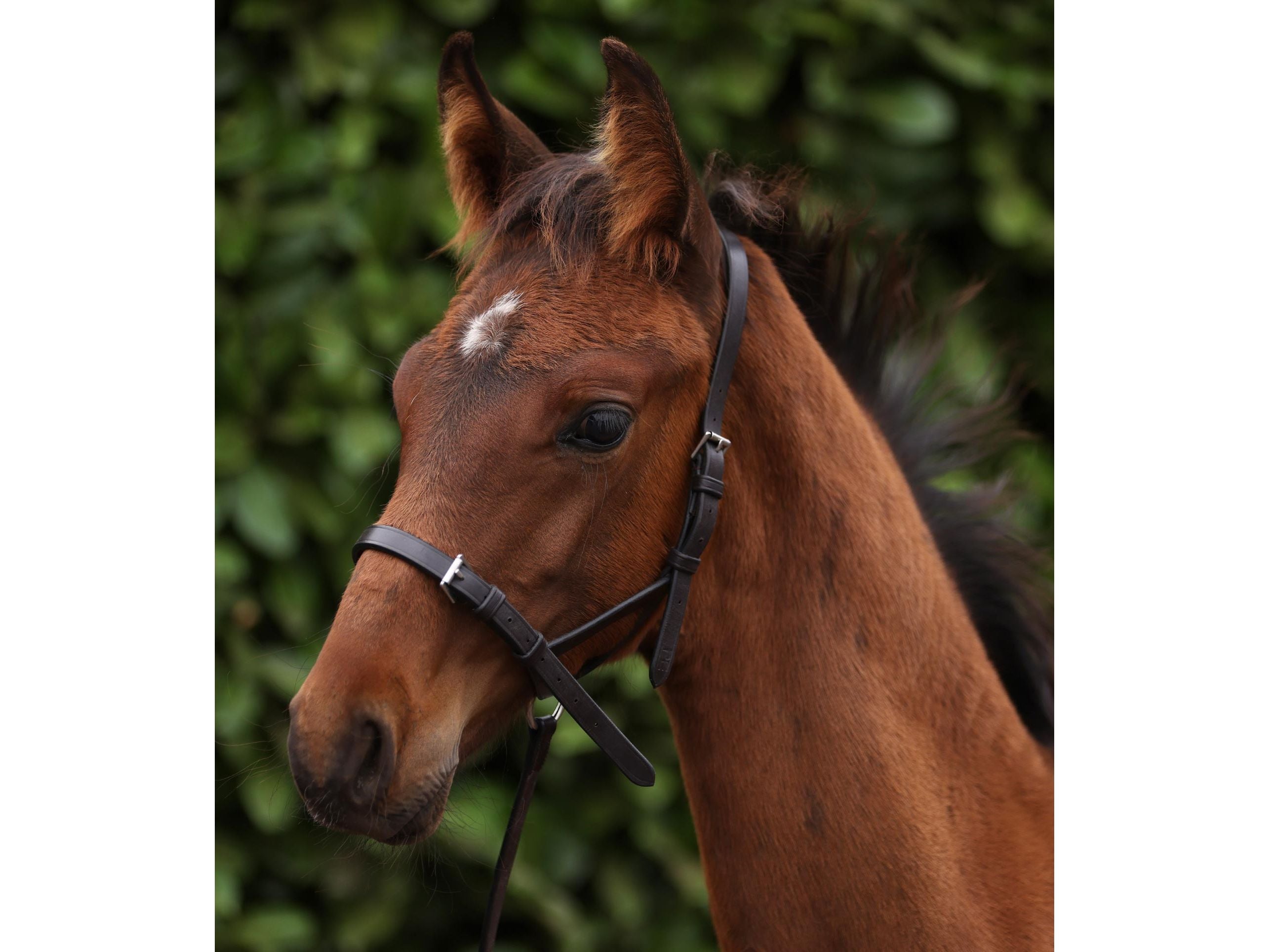 Standard Foal Slip 5/8"