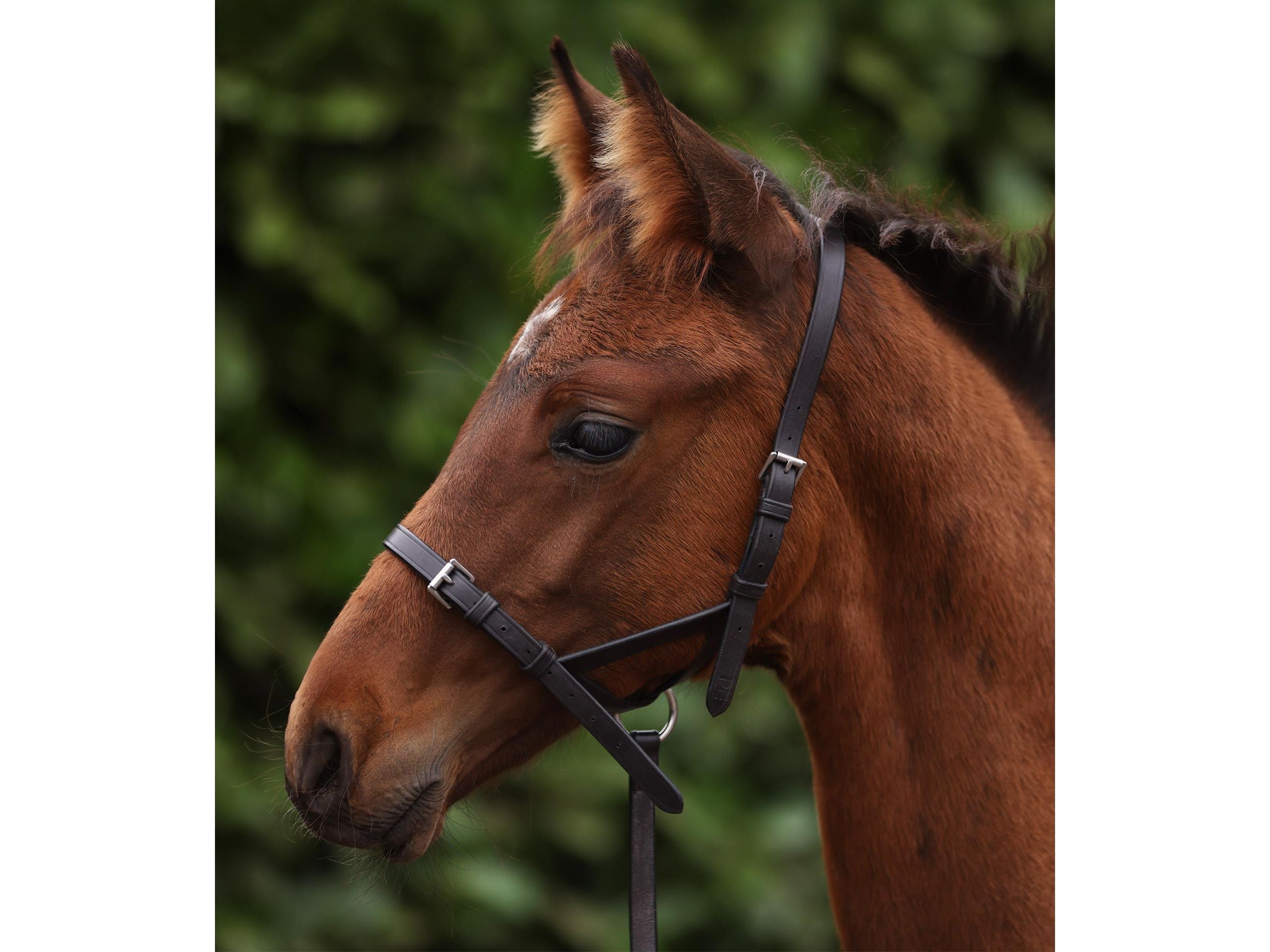 Foal Slip 1/2"
