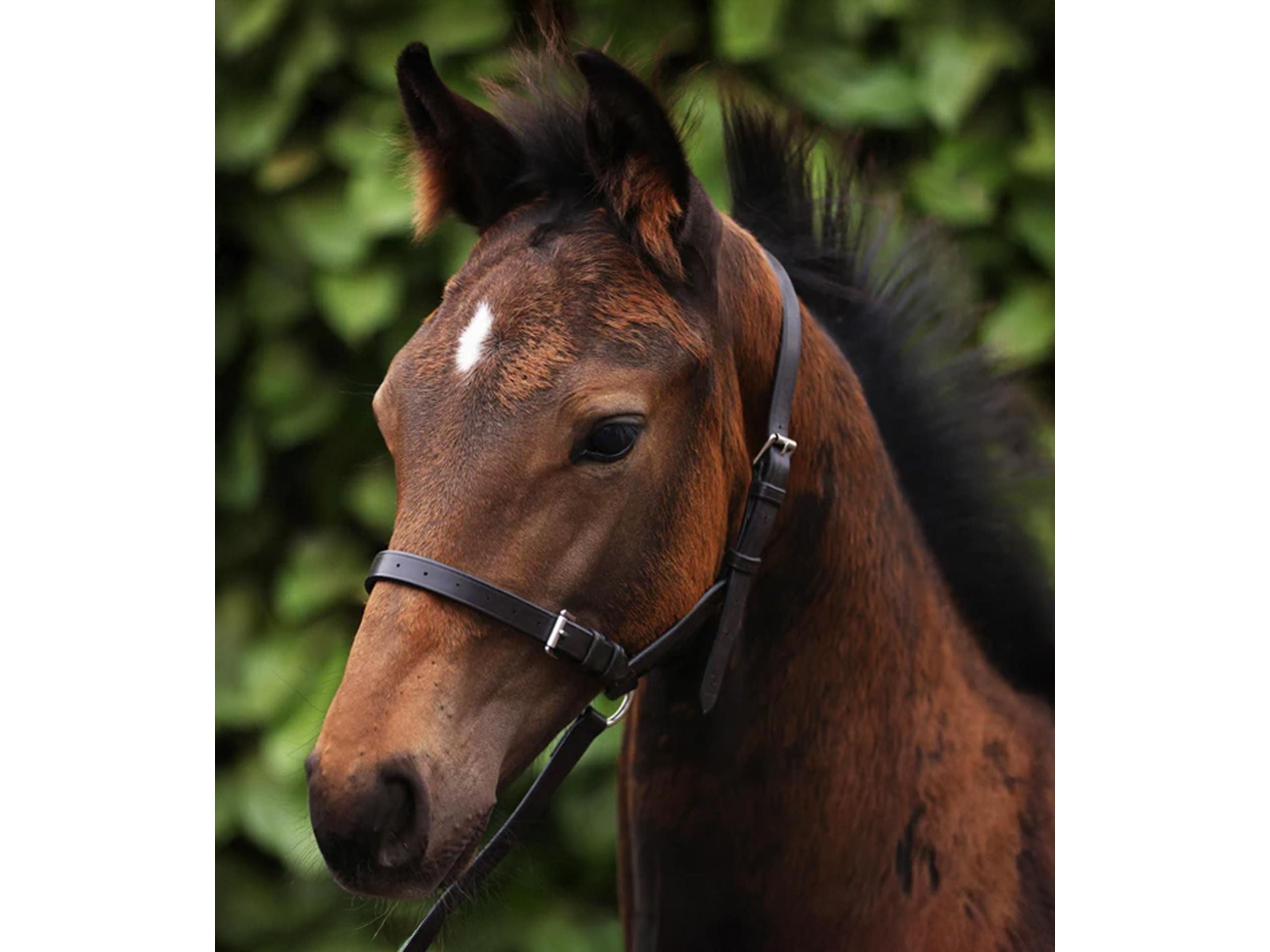 Standard Foal Slip 3/4"
