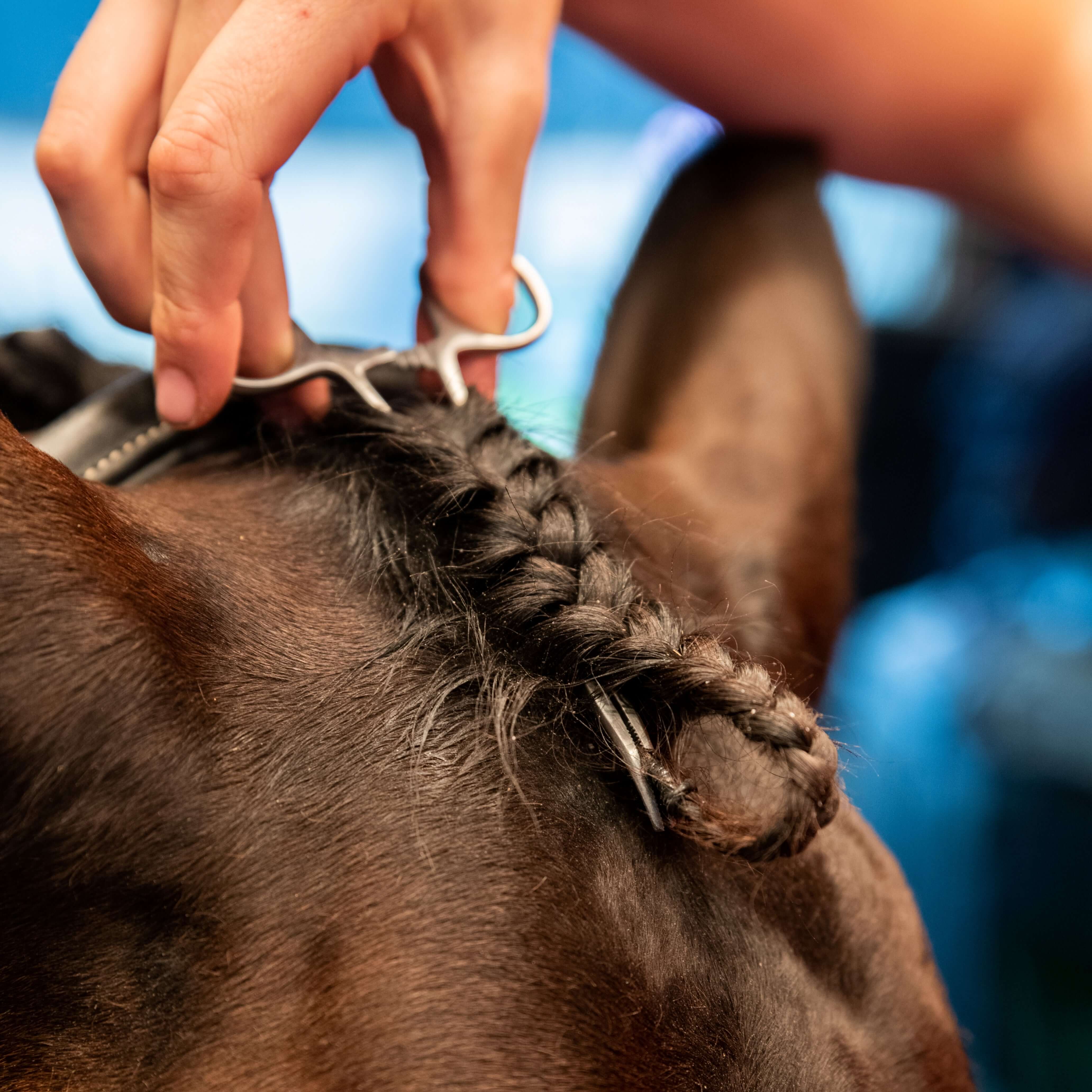 forelock plaiting grippers - equestrian equipment