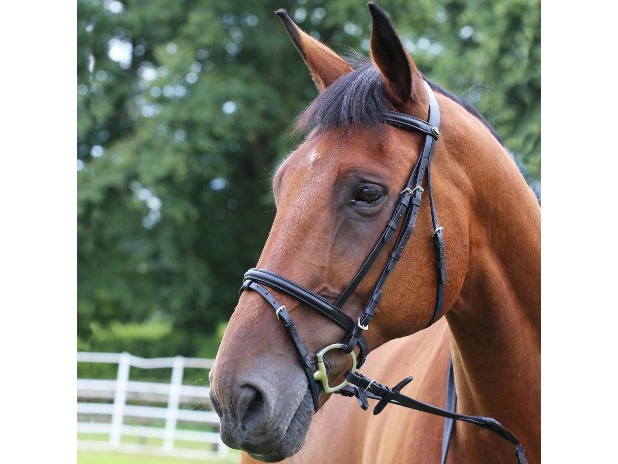 Gallop Economy Bridle With Flash with Rubber Reins Brown Full £30.00