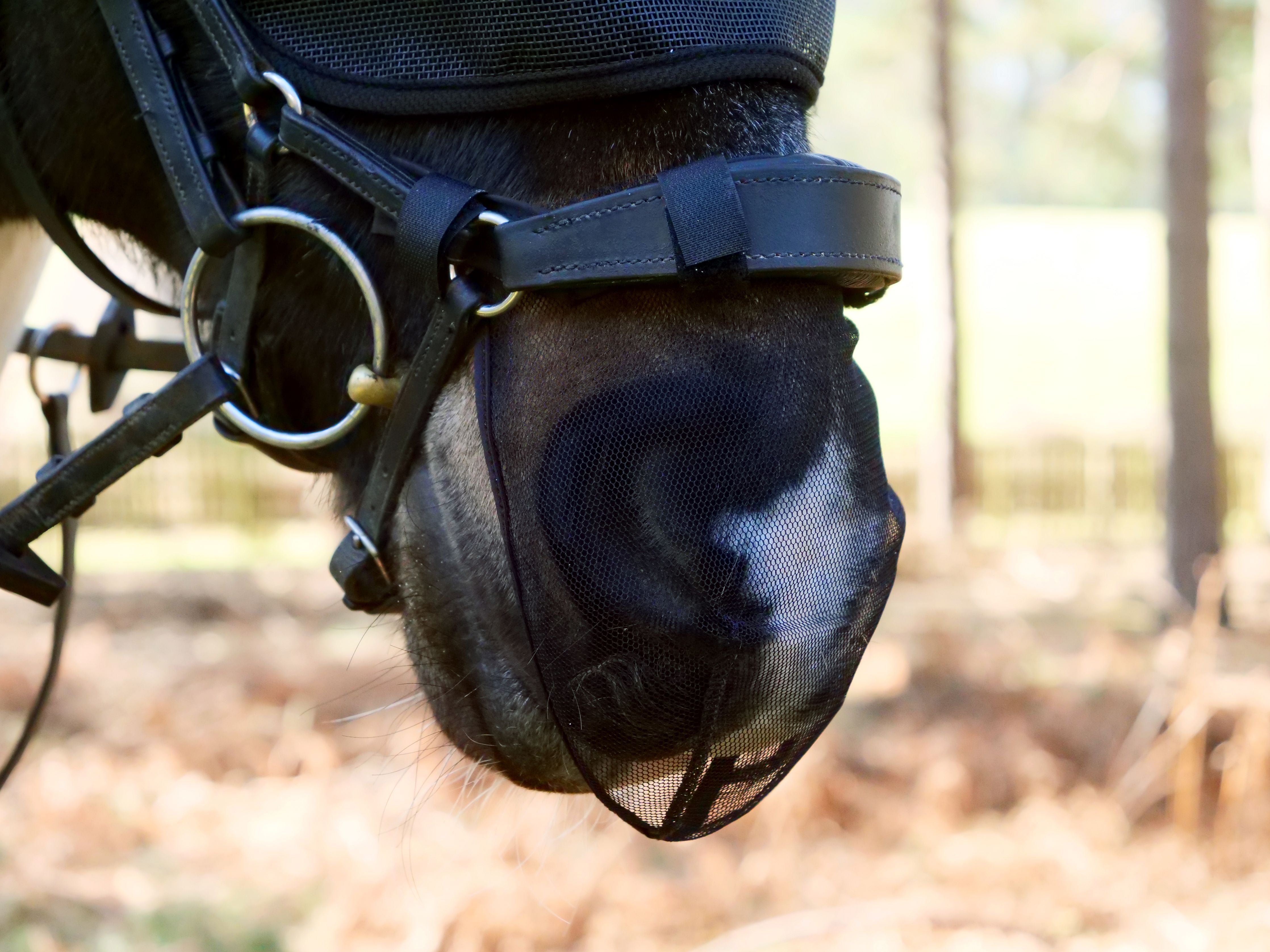 Equilibrium Net Relief Muzzle Net for Grackle