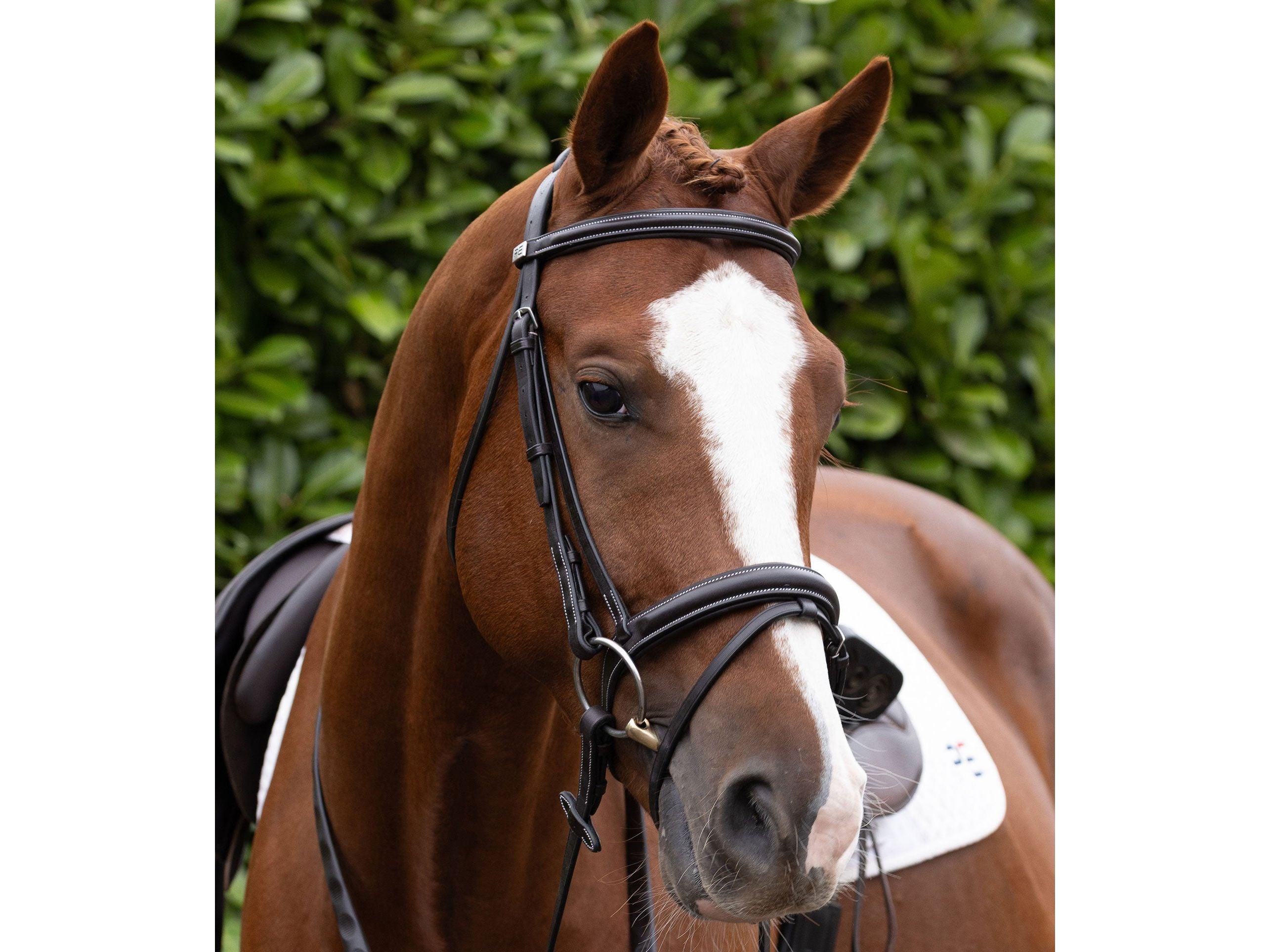 Padded Noseband for Pro Elevator Bridle