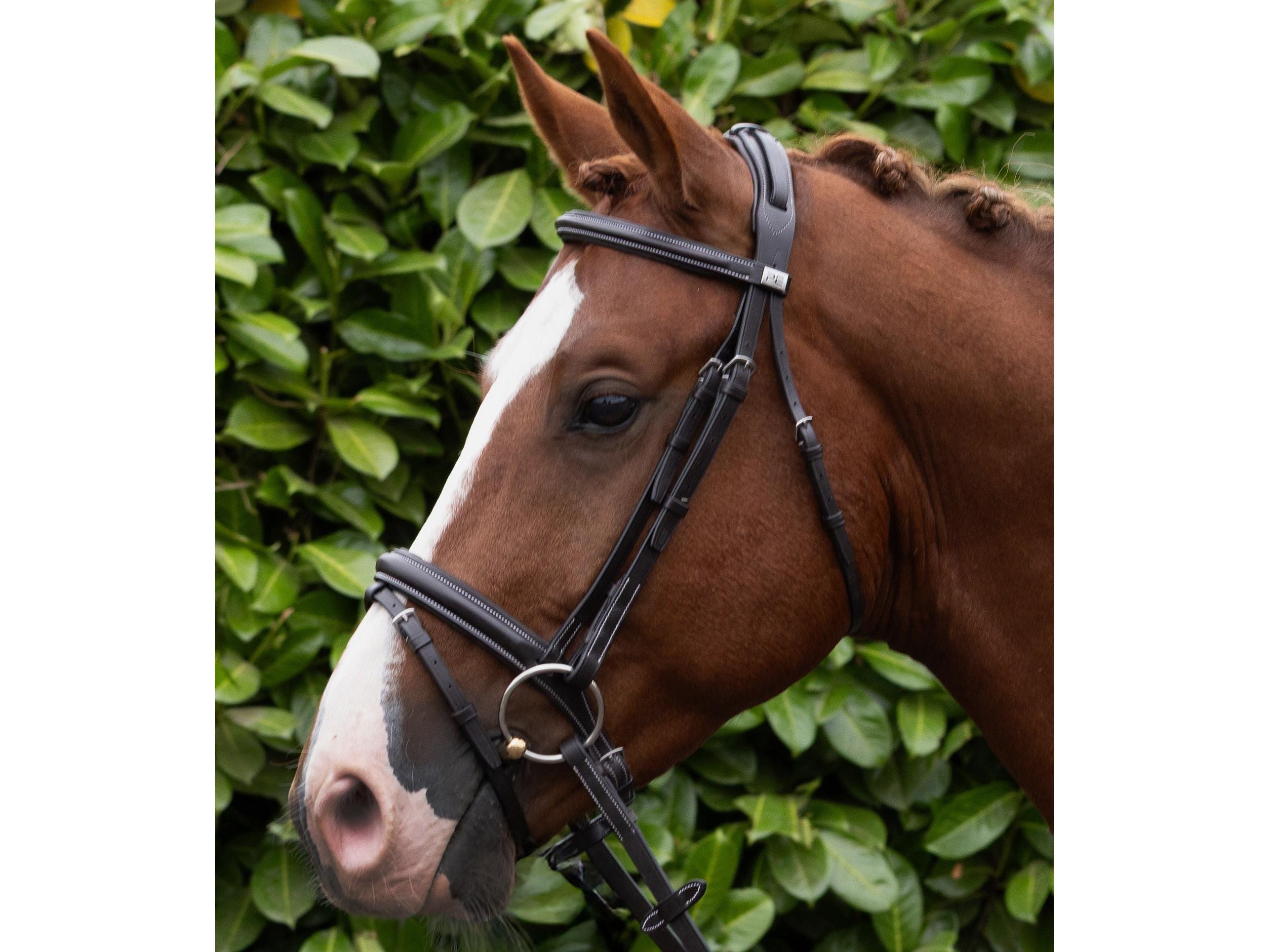 Pro Elevator Bridle