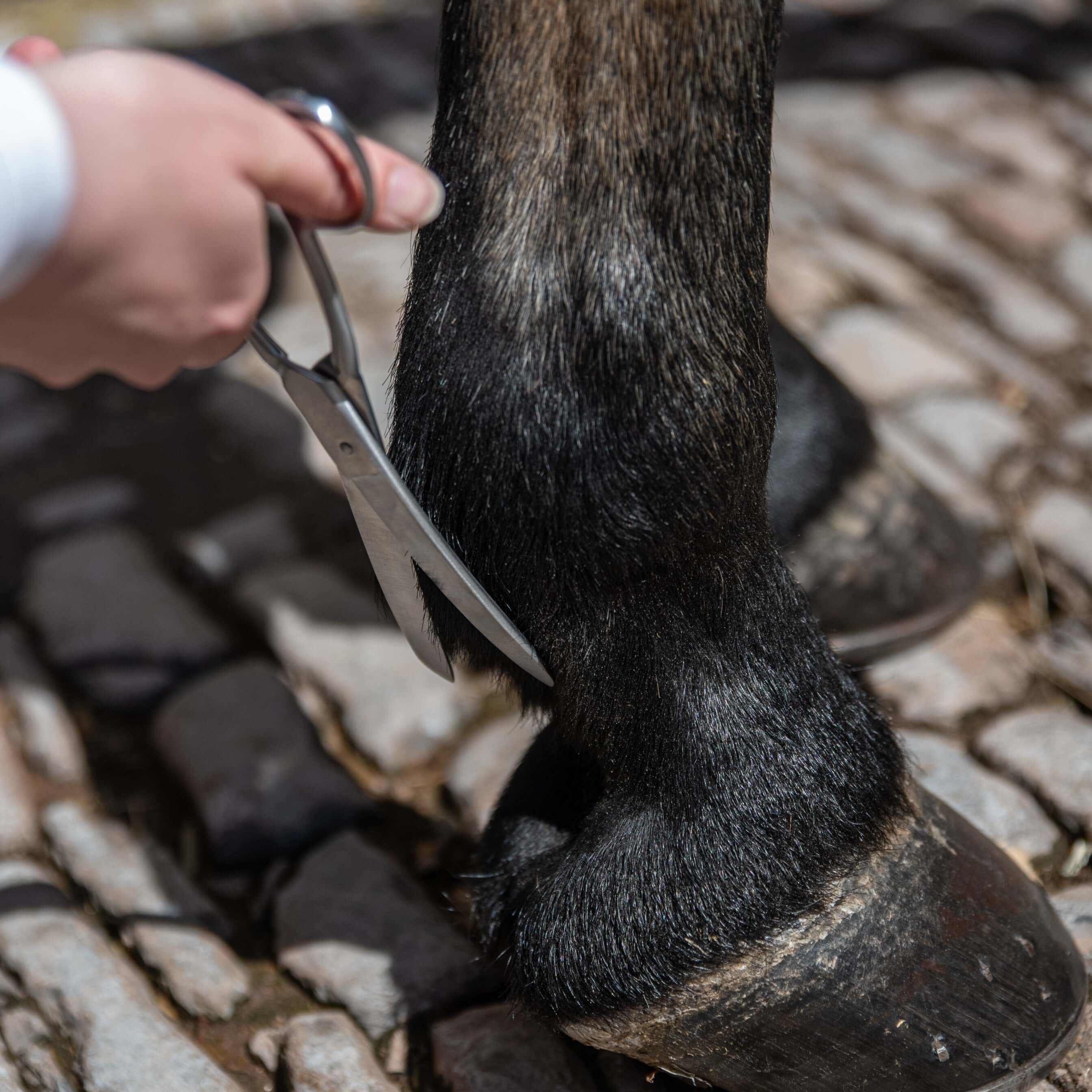 8"/20cm fetlock scissors - equestrian equipment
