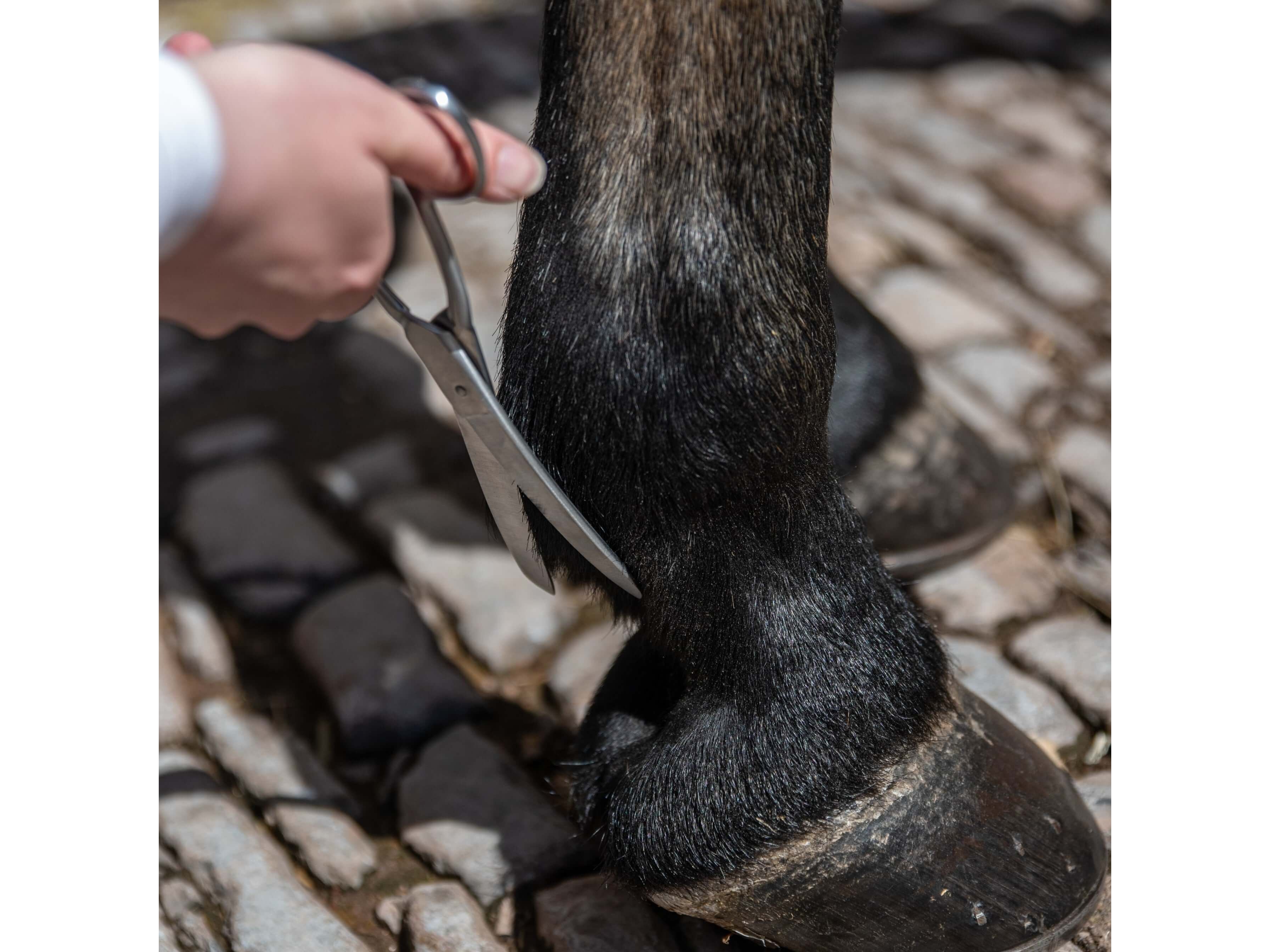 8"/20cm fetlock scissors - equestrian equipment