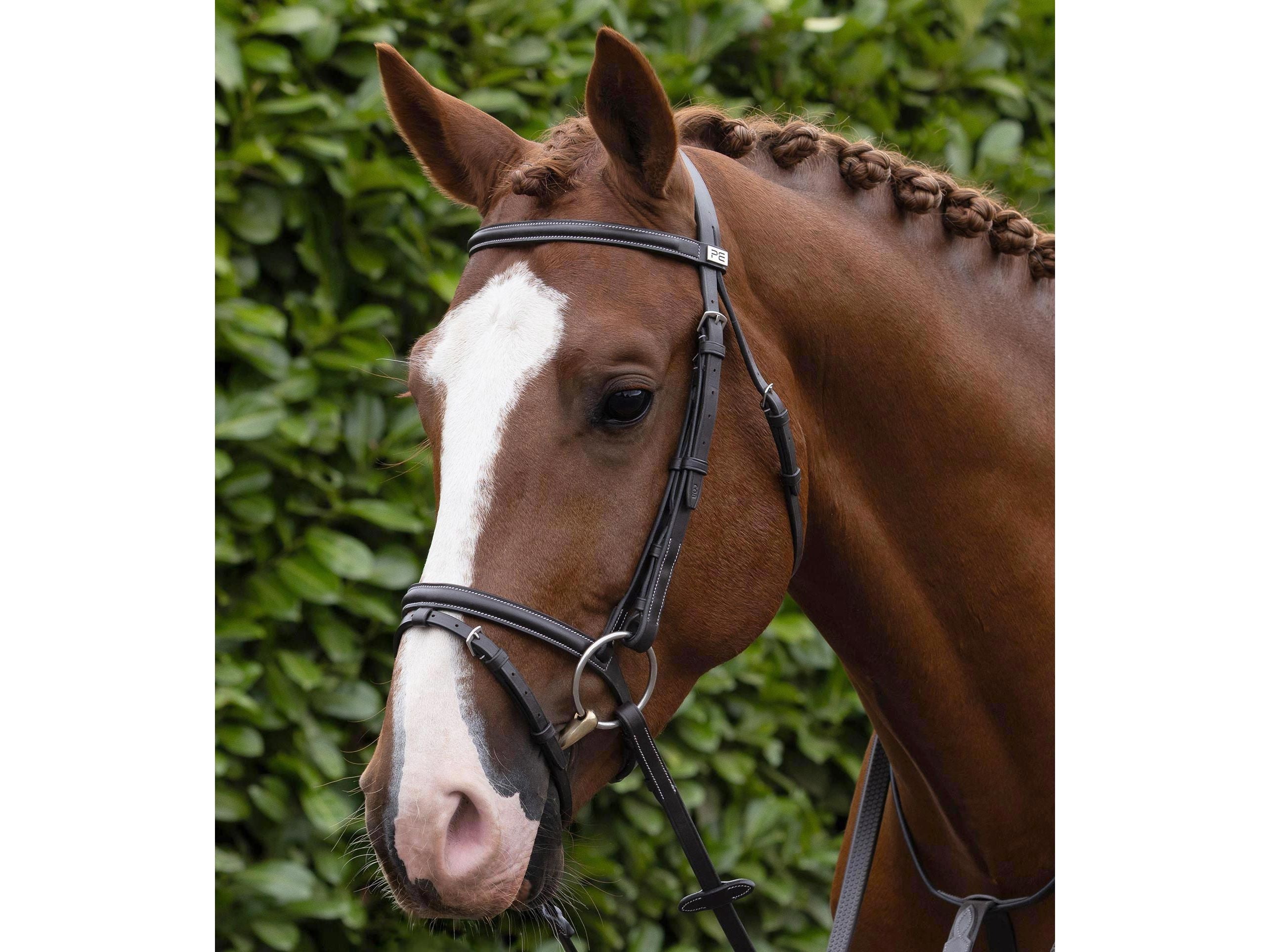 Raised Browband for Raised Jump Bridle