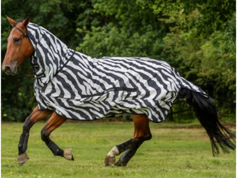 A horse running in a grassy field wearing a zebra-print horse rug, with trees in the background.
