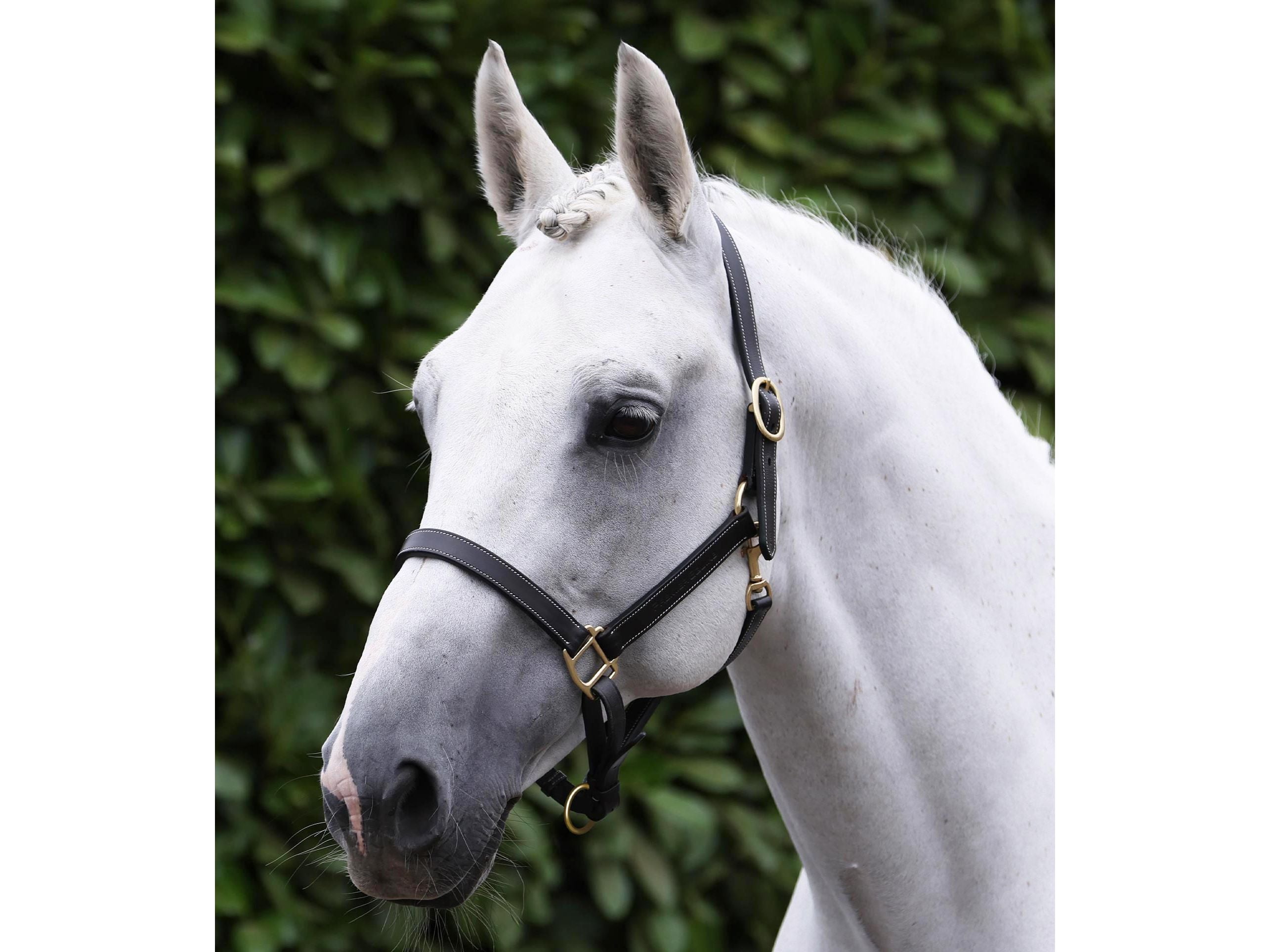 Traditional Leather Headcollar