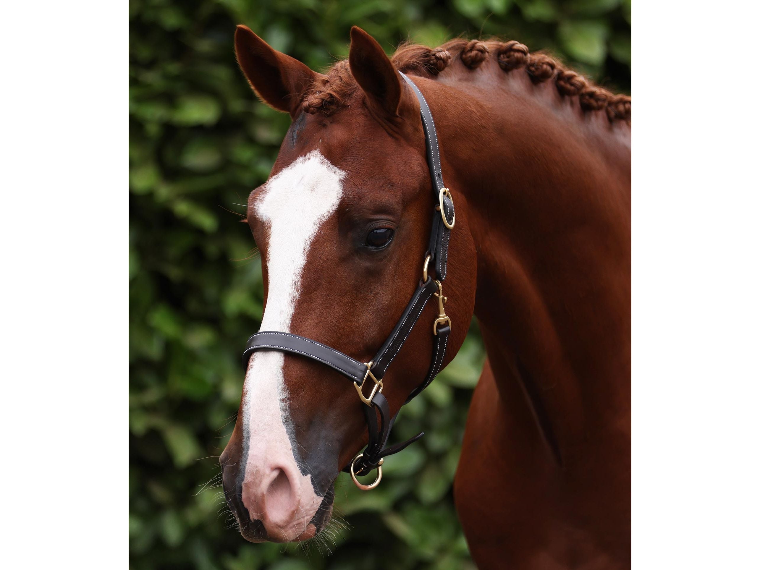 Traditional Leather Headcollar