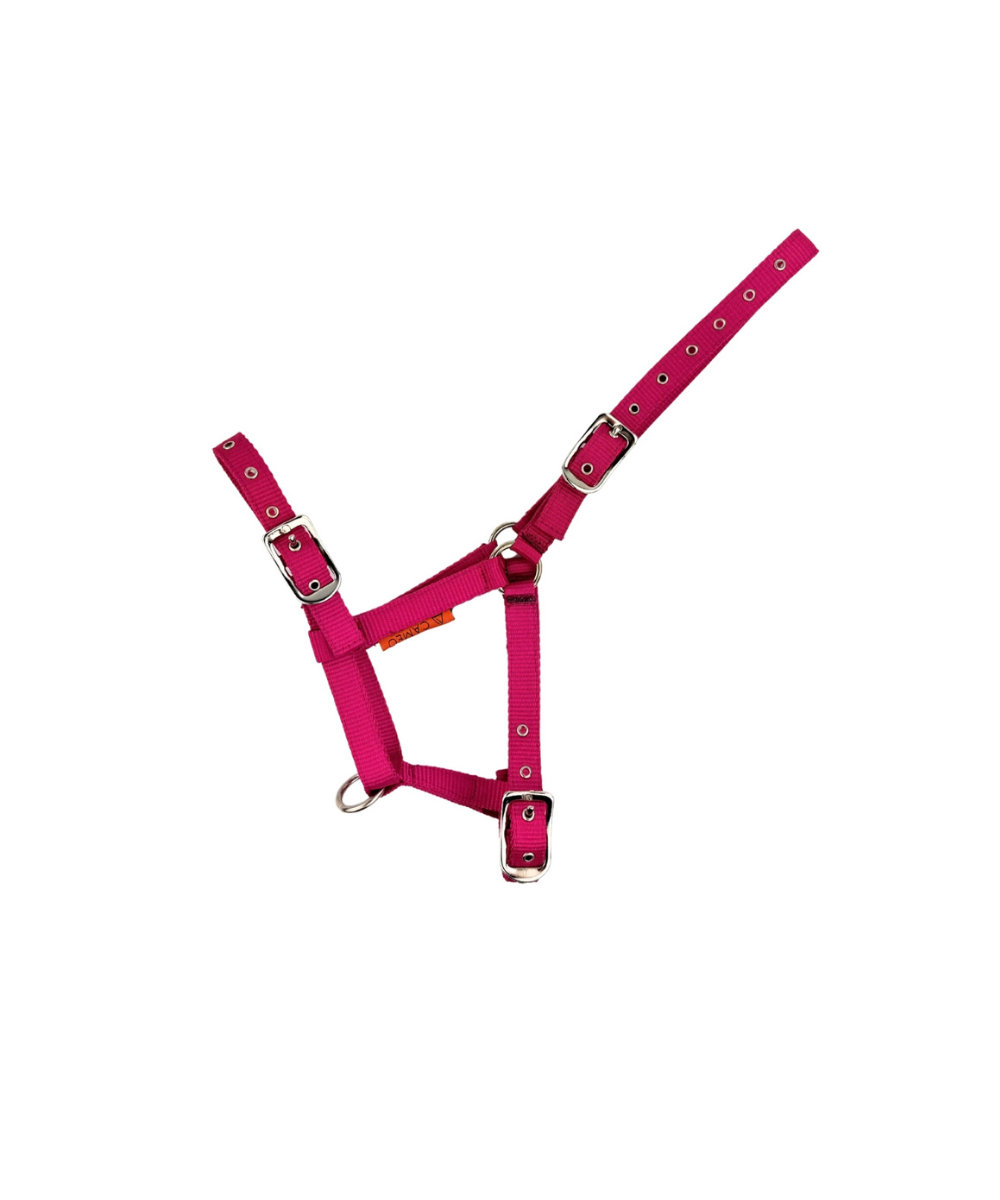 Foal Headcollar