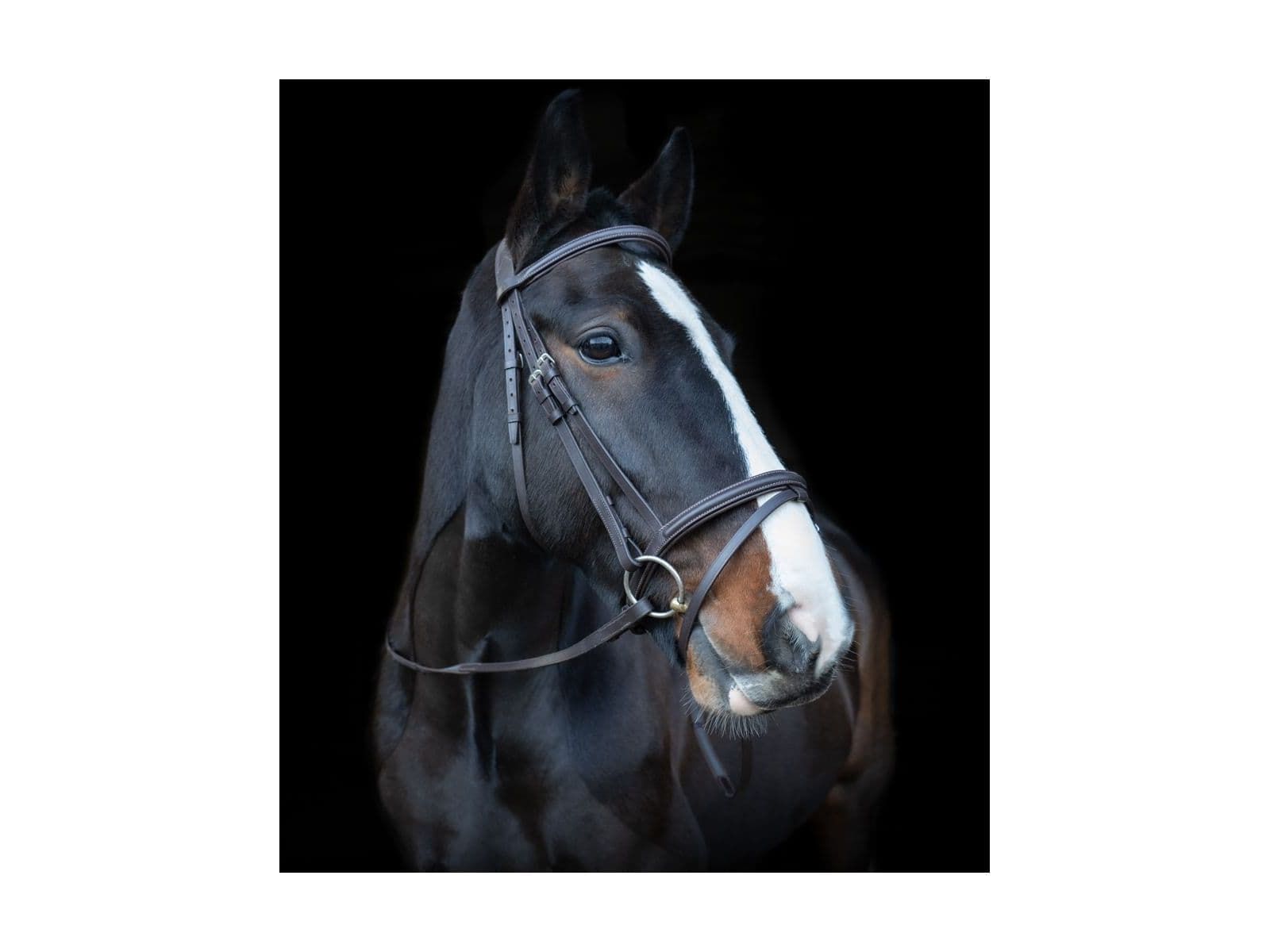 Cameo Equine Anatomic Comfort Bridle With Sure Grip Reins