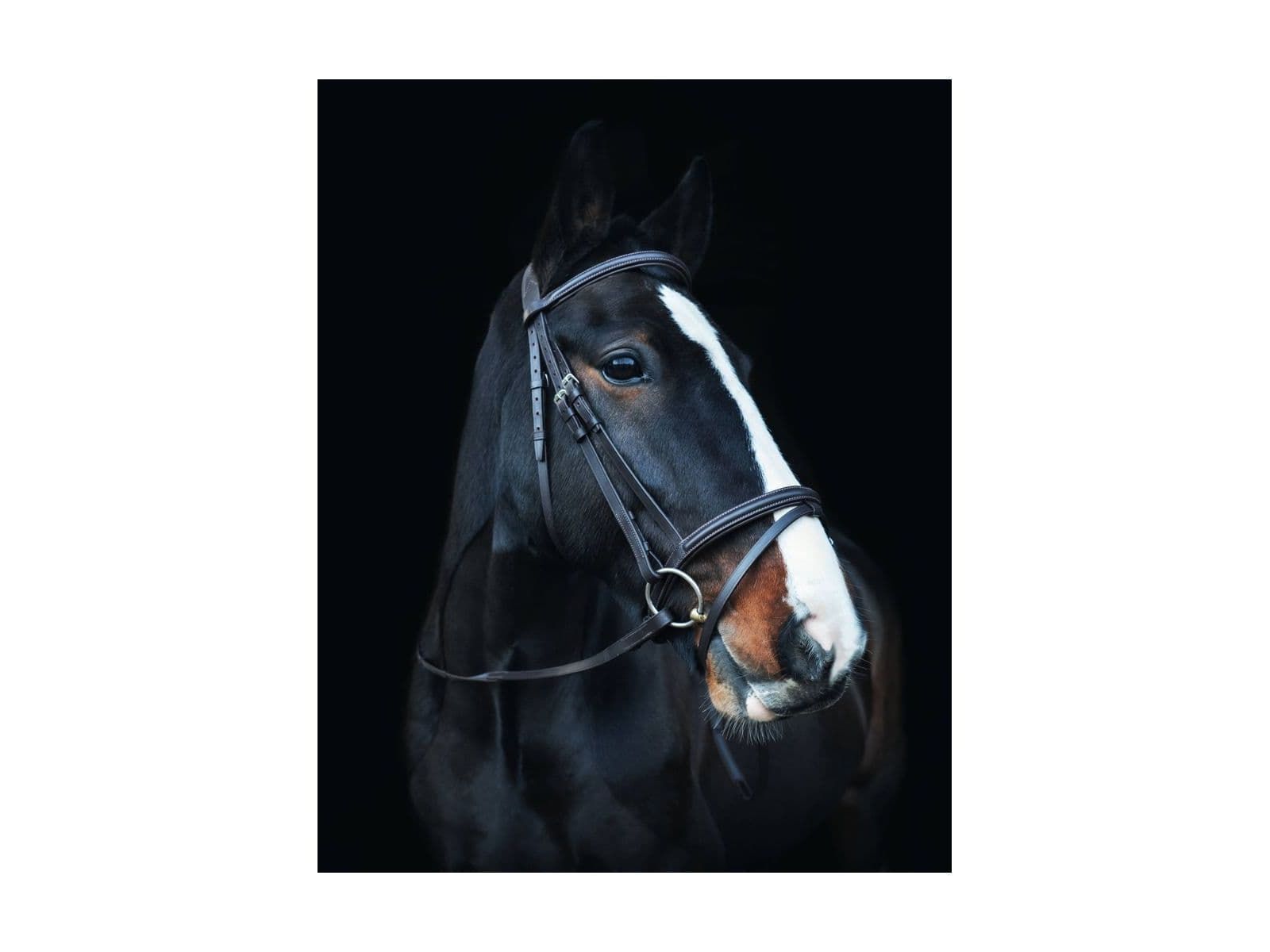 Cameo Equine Anatomic Comfort Bridle With Sure Grip Reins