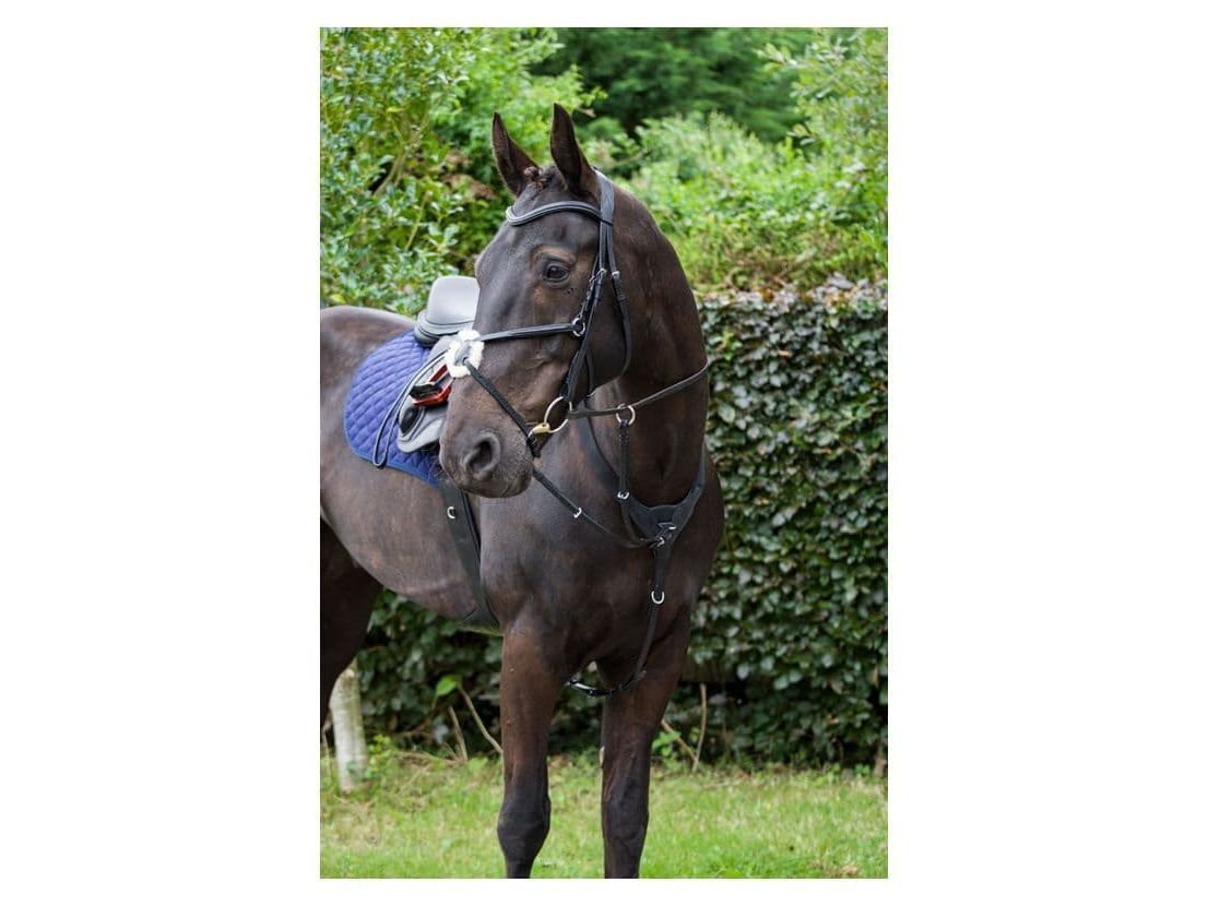 Cameo Equine Anatomic Grackle Bridle With Reins