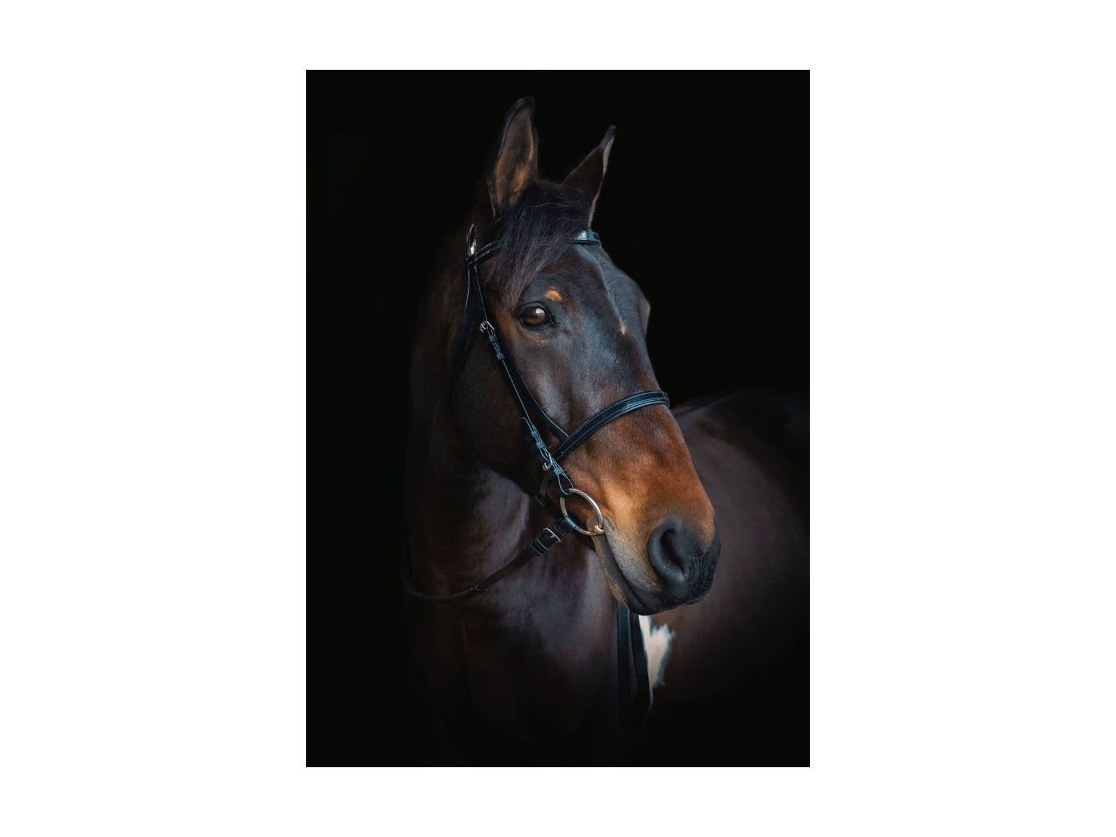 Cameo Equine Biothane Bridle with Reins