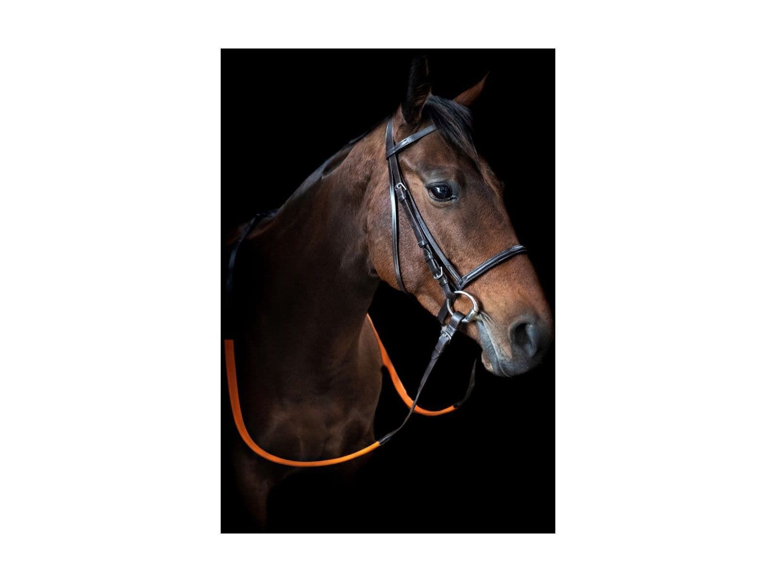 Cameo Equine Exercise Bridle With Orange Grip Reins