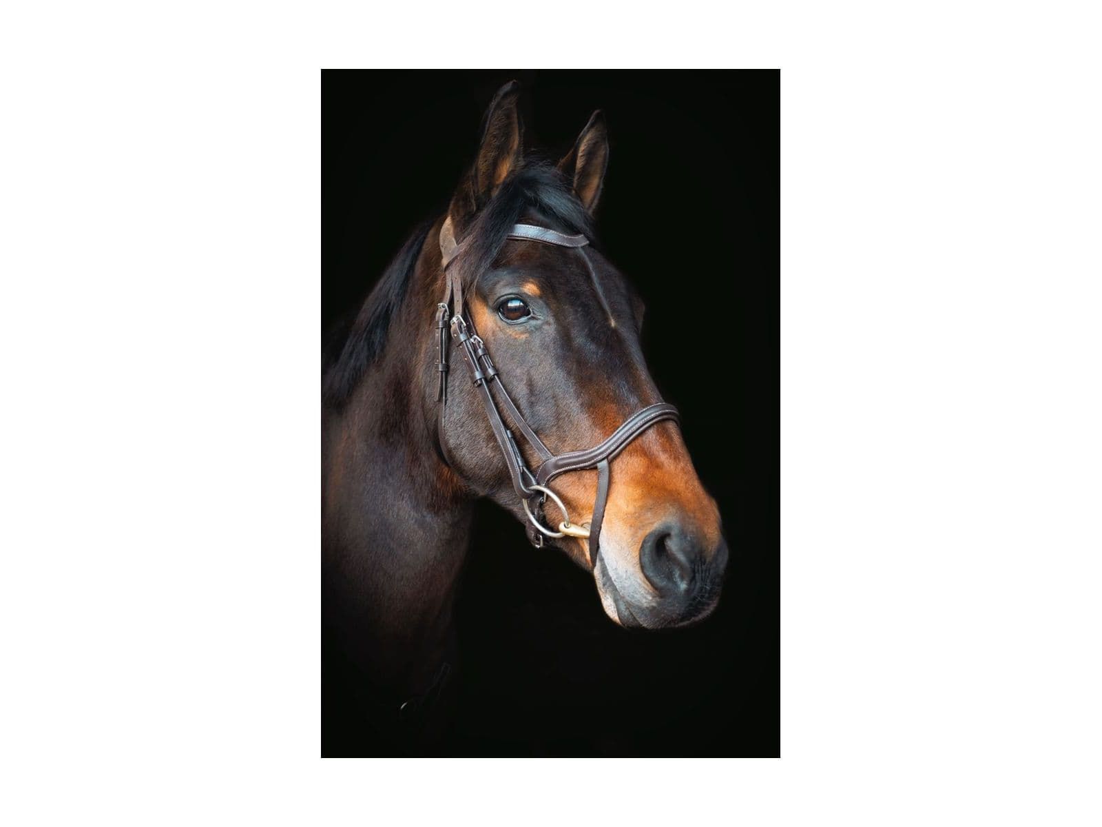 Cameo Equine Performance Anatomic Bridle With Flexi Bio Reins