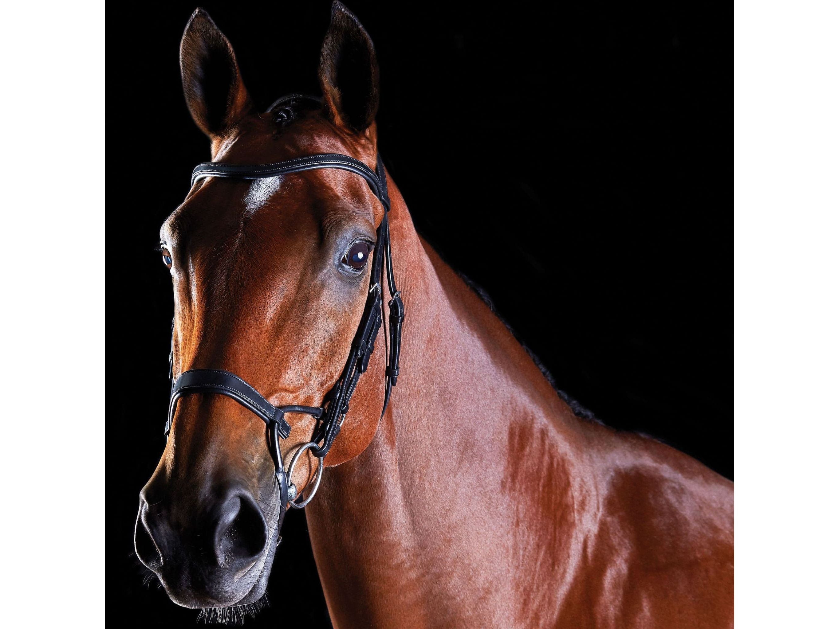 Collegiate Comfitec Training Bridle