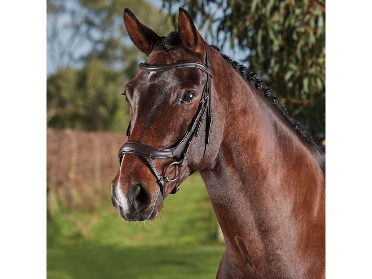 Collegiate Comfitec Vogue Anatomical Bridle