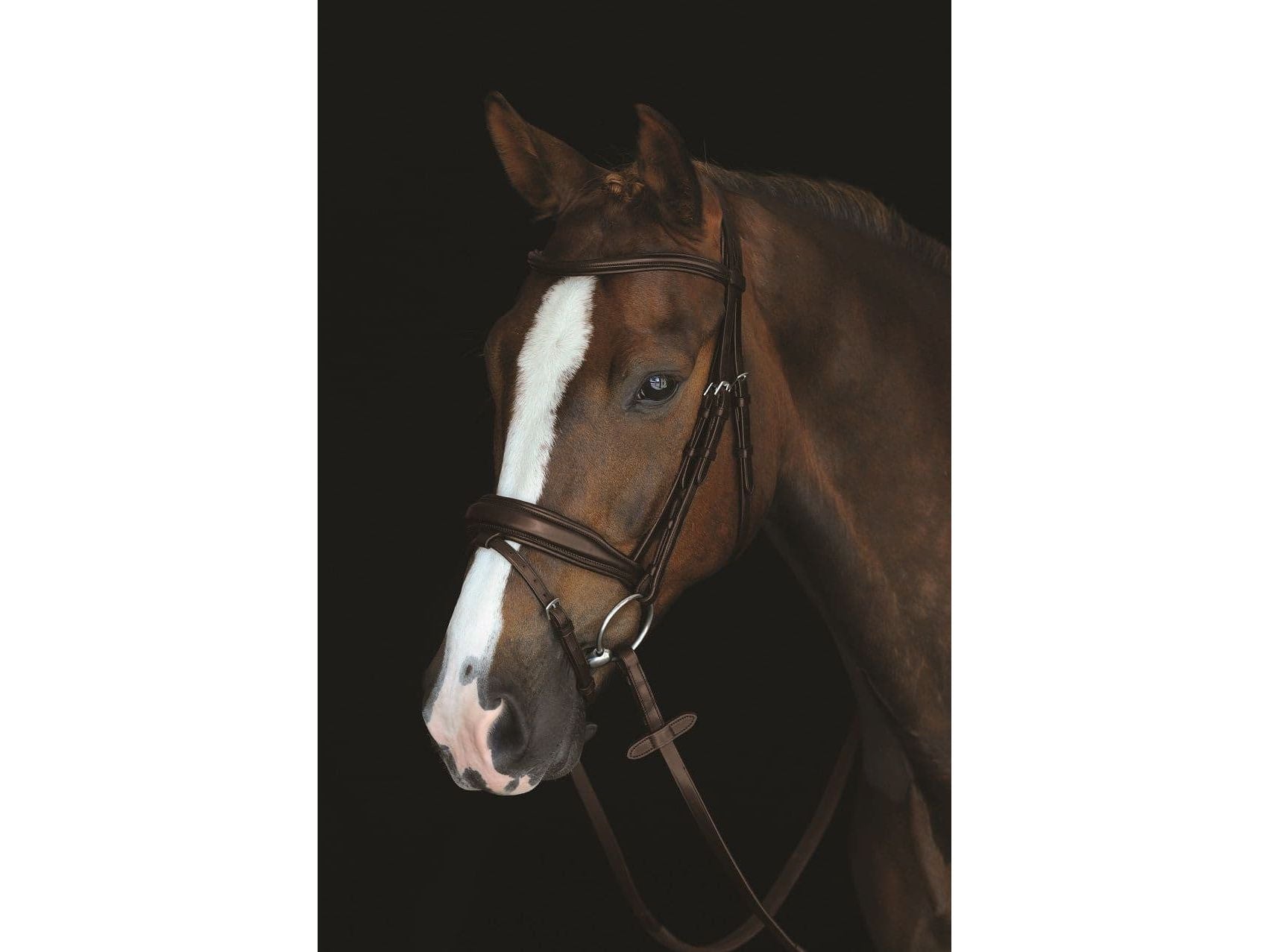 Collegiate Mono Crown Padded Raised Flash Bridle