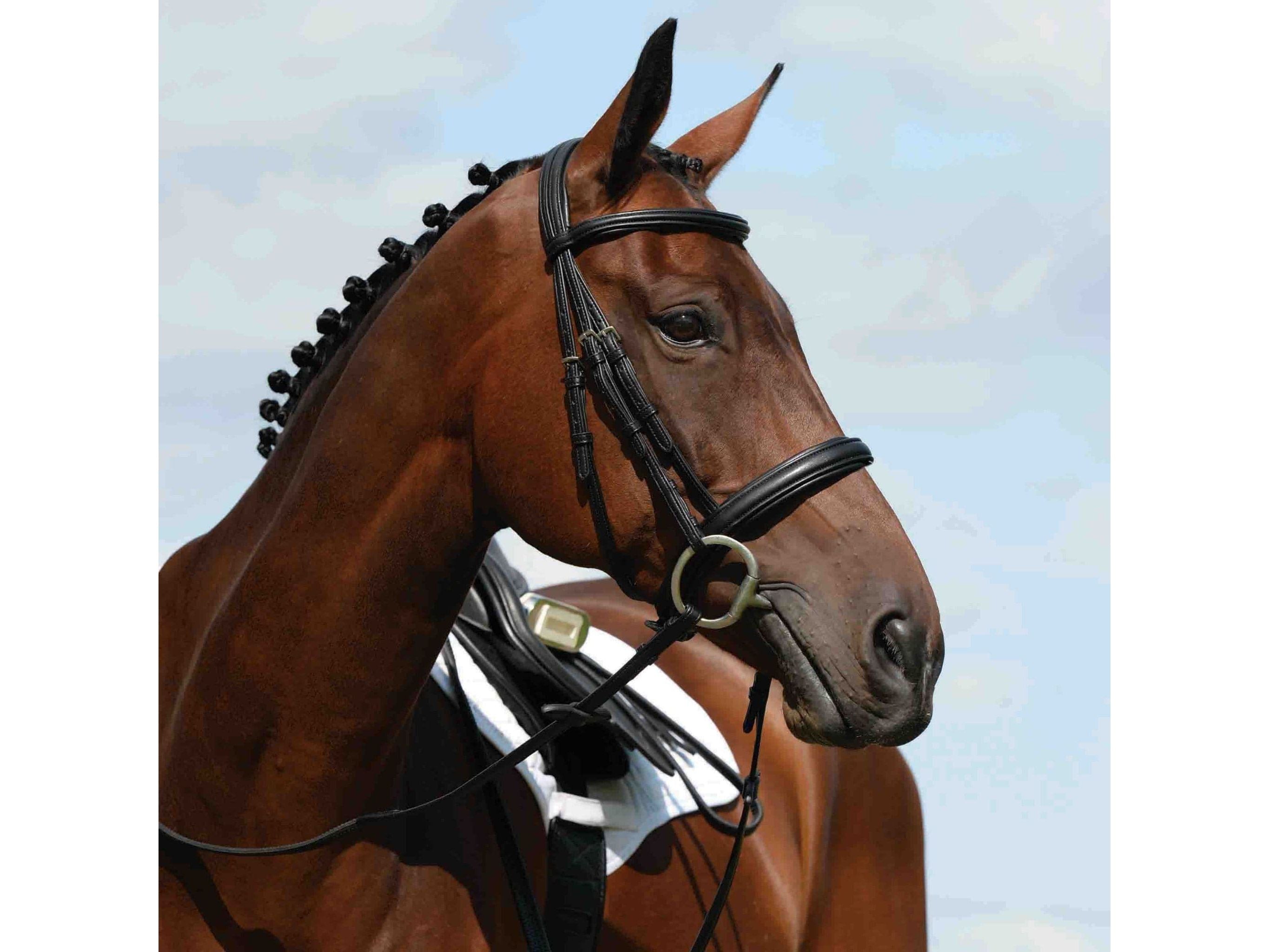 Collegiate Syntovia+ Padded Raised Cavesson Bridle