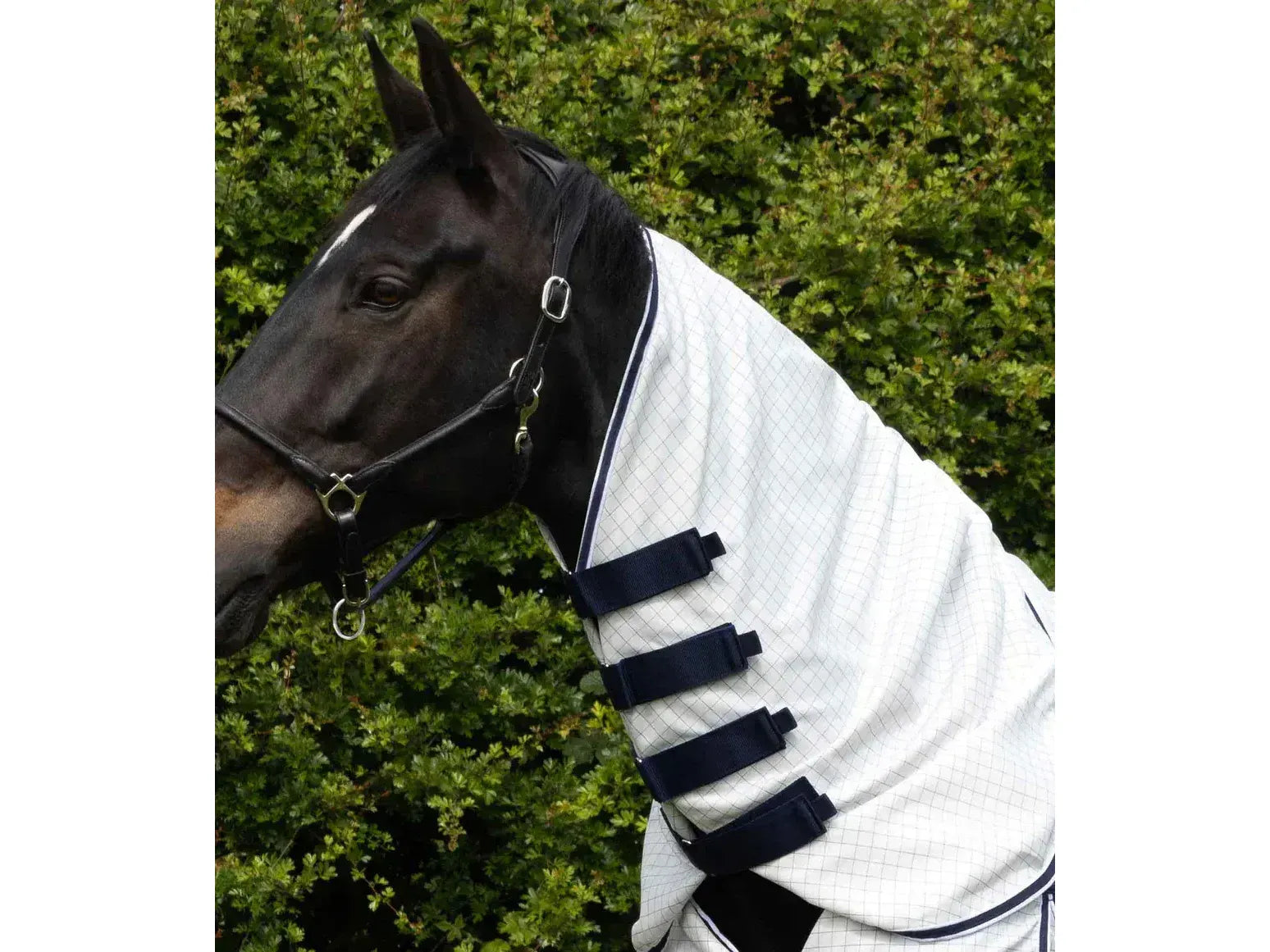 Cotone Combo Stable Sheet